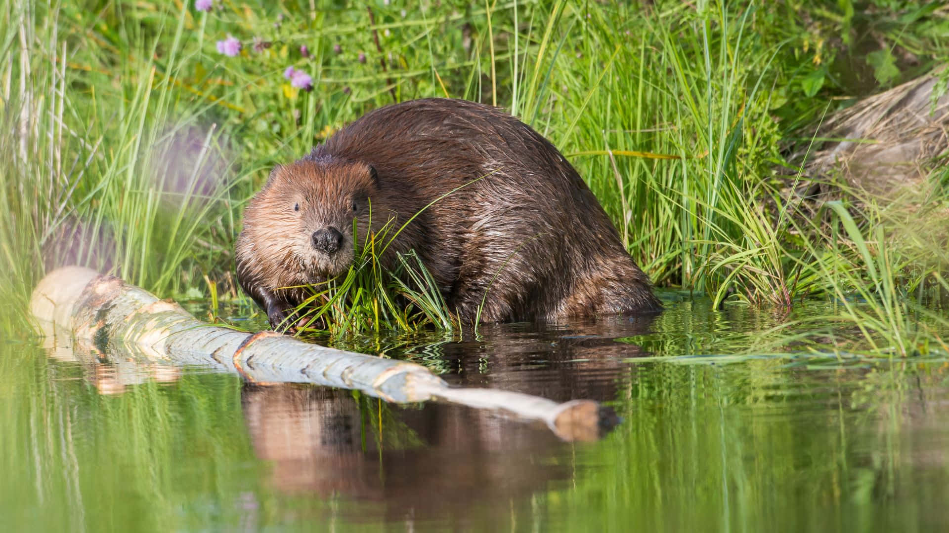 Beaver Working On Tree Near Water.jpg