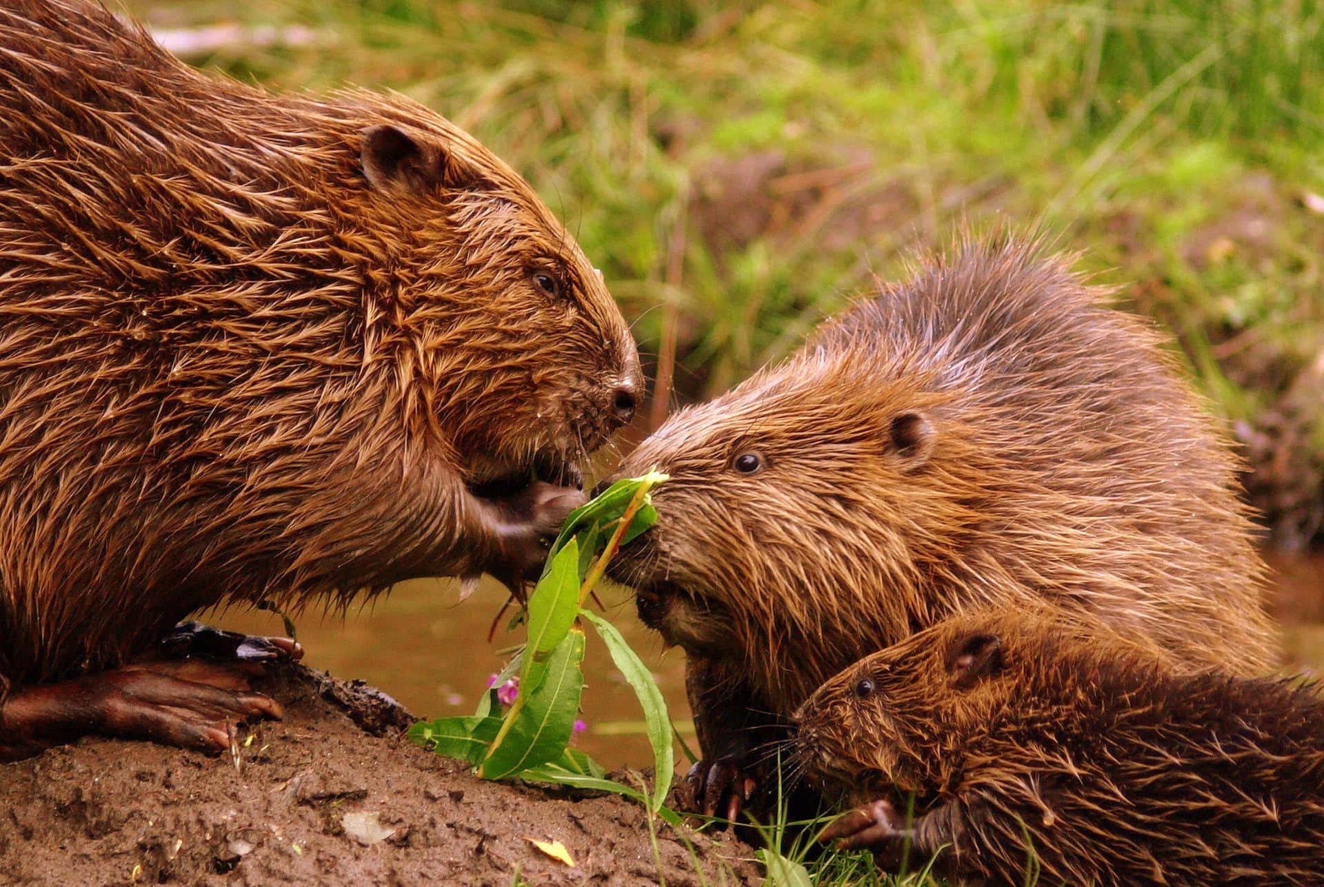 Beavers Sharing A Meal.jpg Background