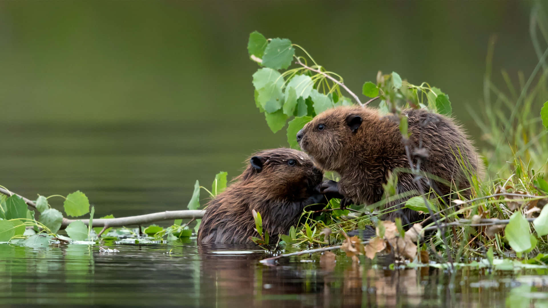 Beaversby Water's Edge