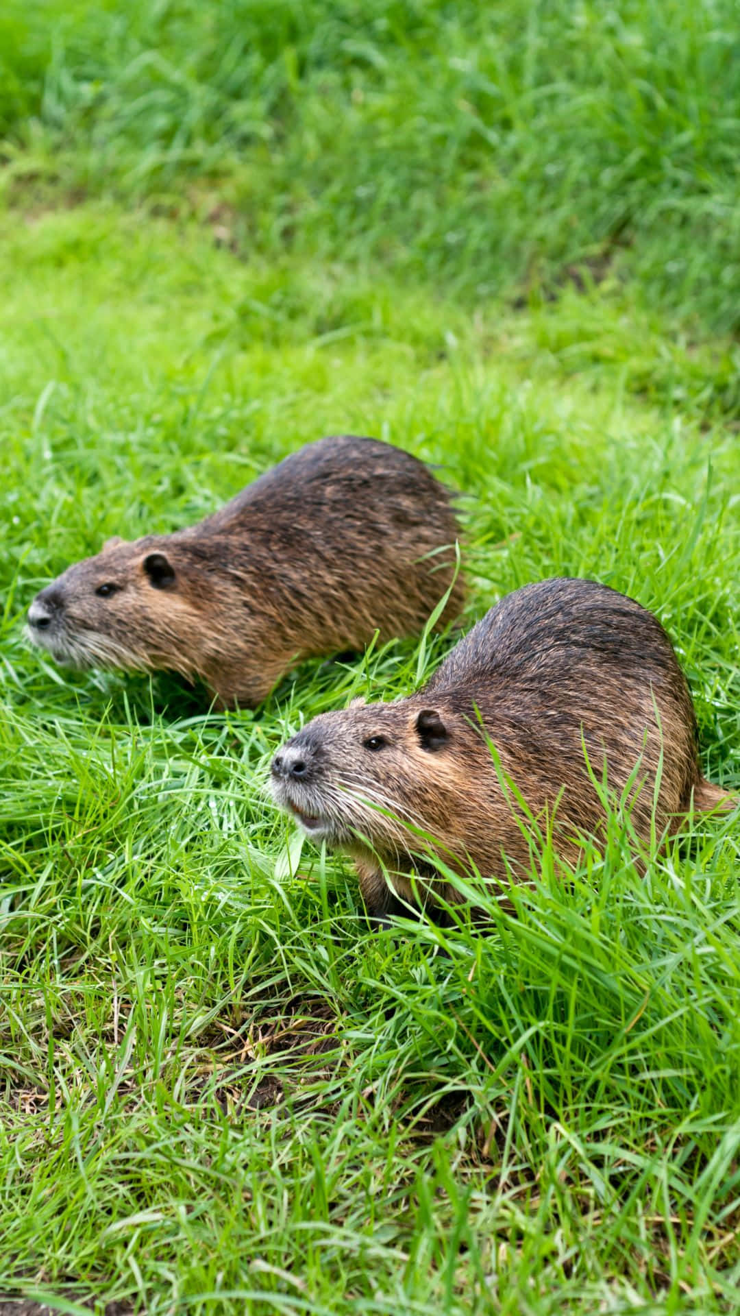 Beaversin Grassy Field.jpg Background