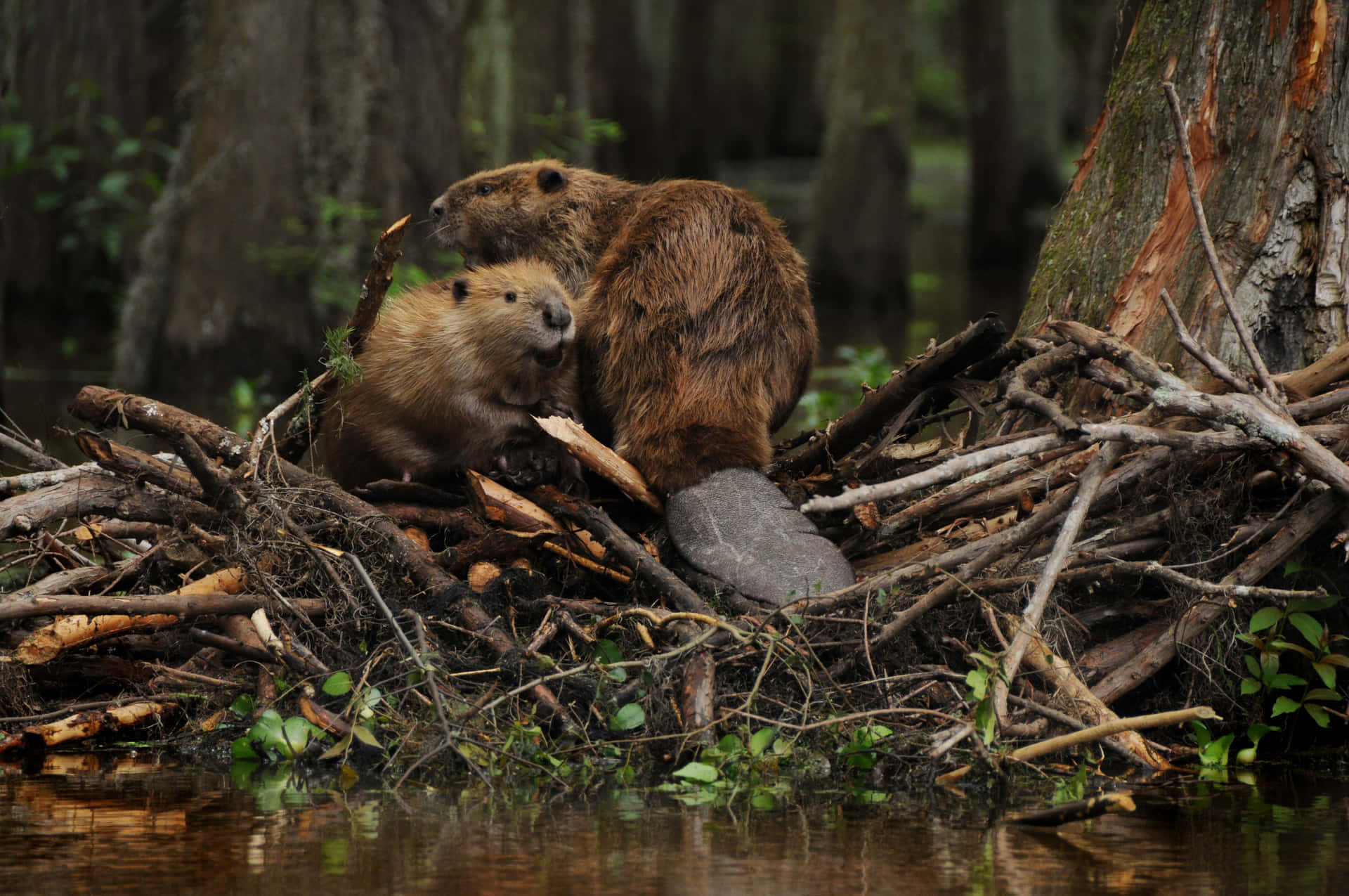 Beaverson Damin Wetlands.jpg