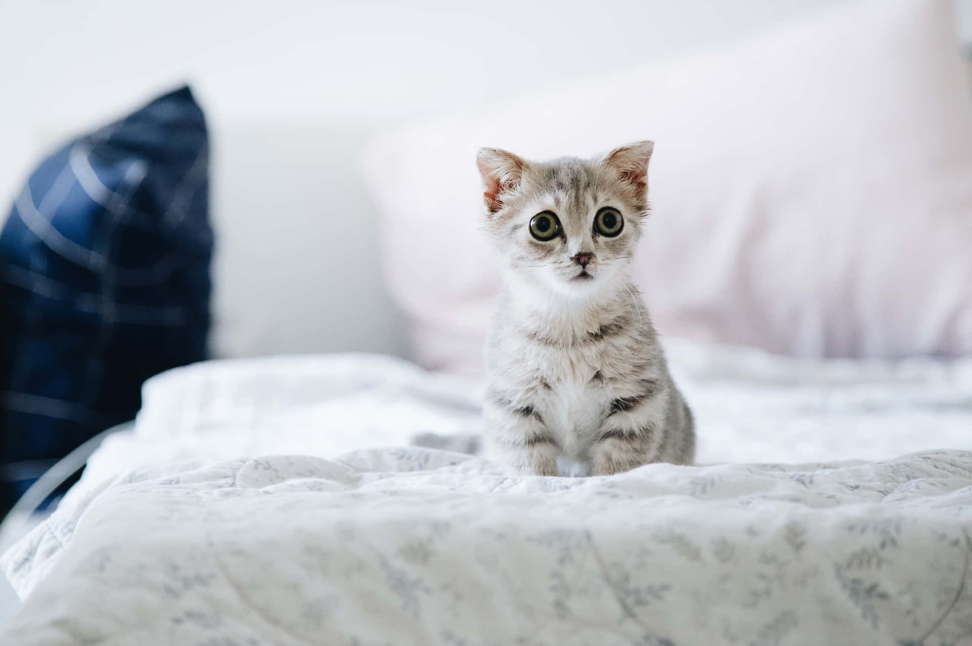 Bed Baby Cute Cat Pfp Background