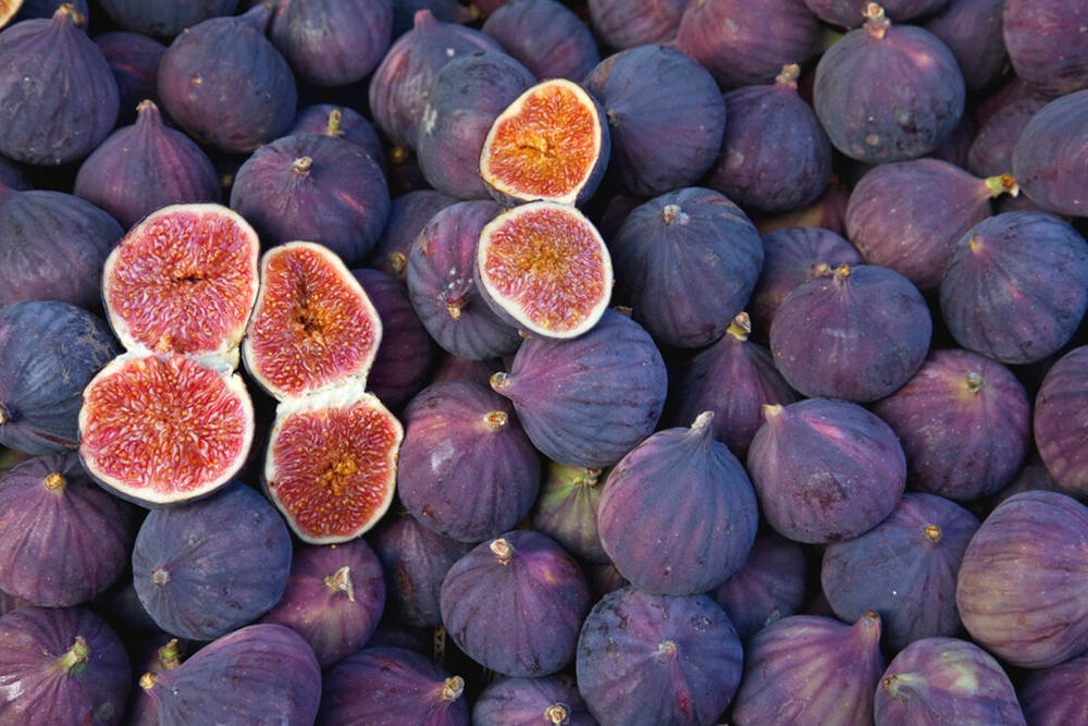 Bed Of Common Figs