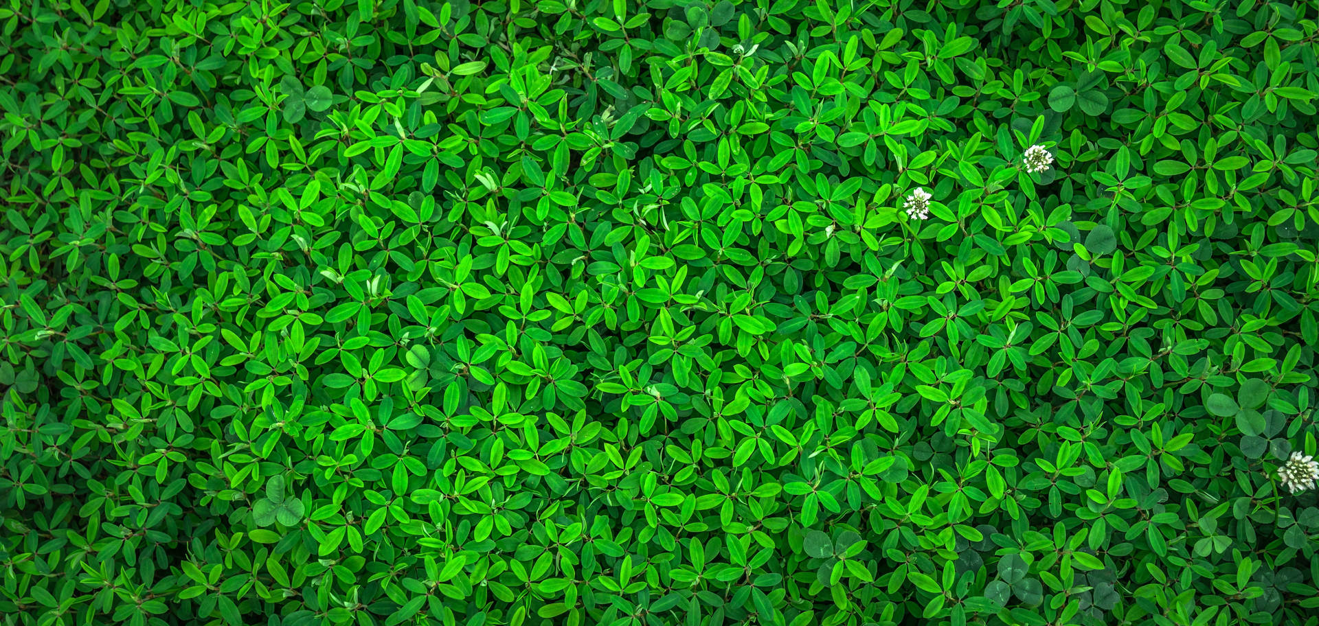 Bed Of Green Grass Plant 4k Background