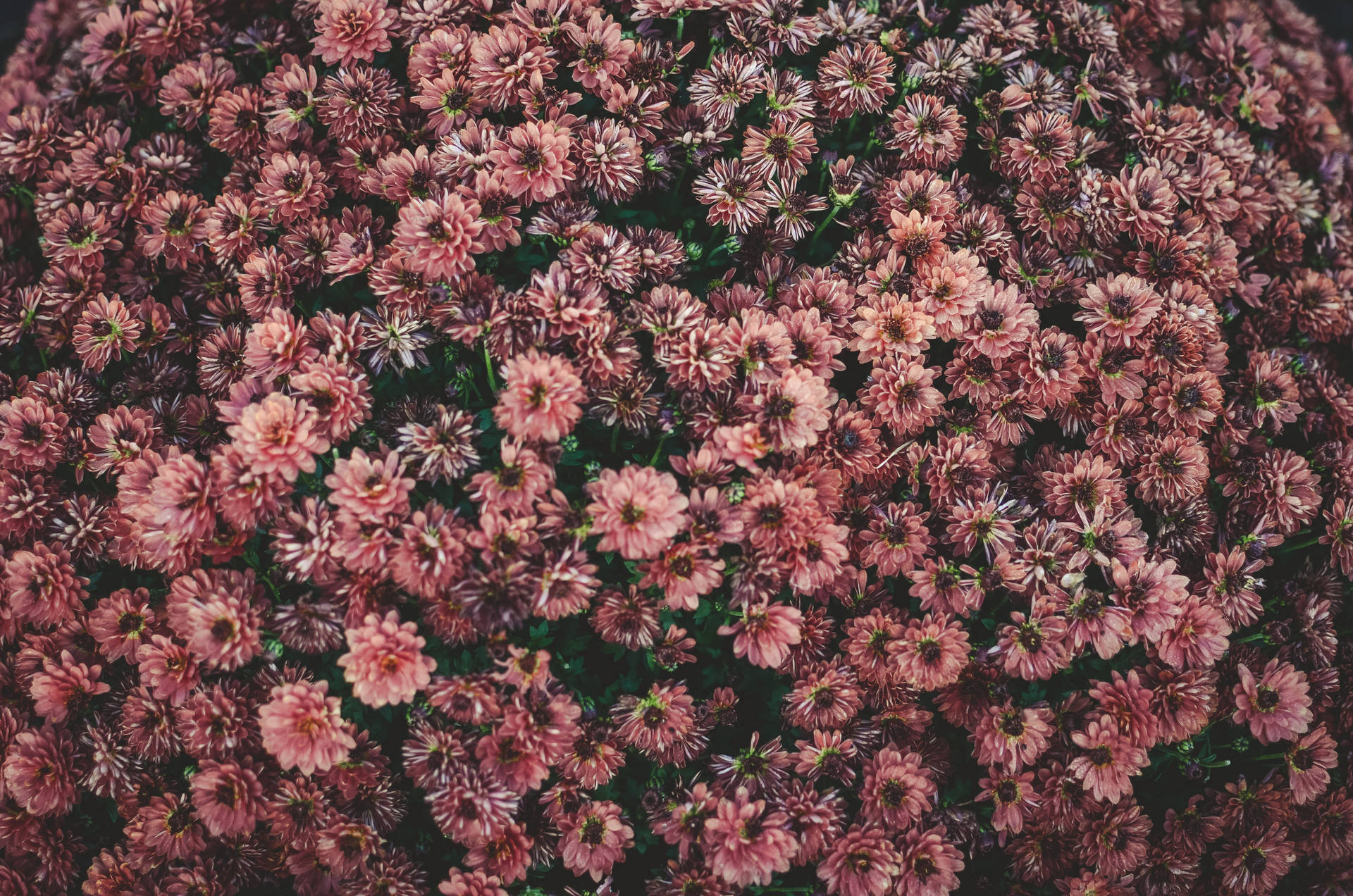 Bed Of Pink Aesthetic Flowers Background