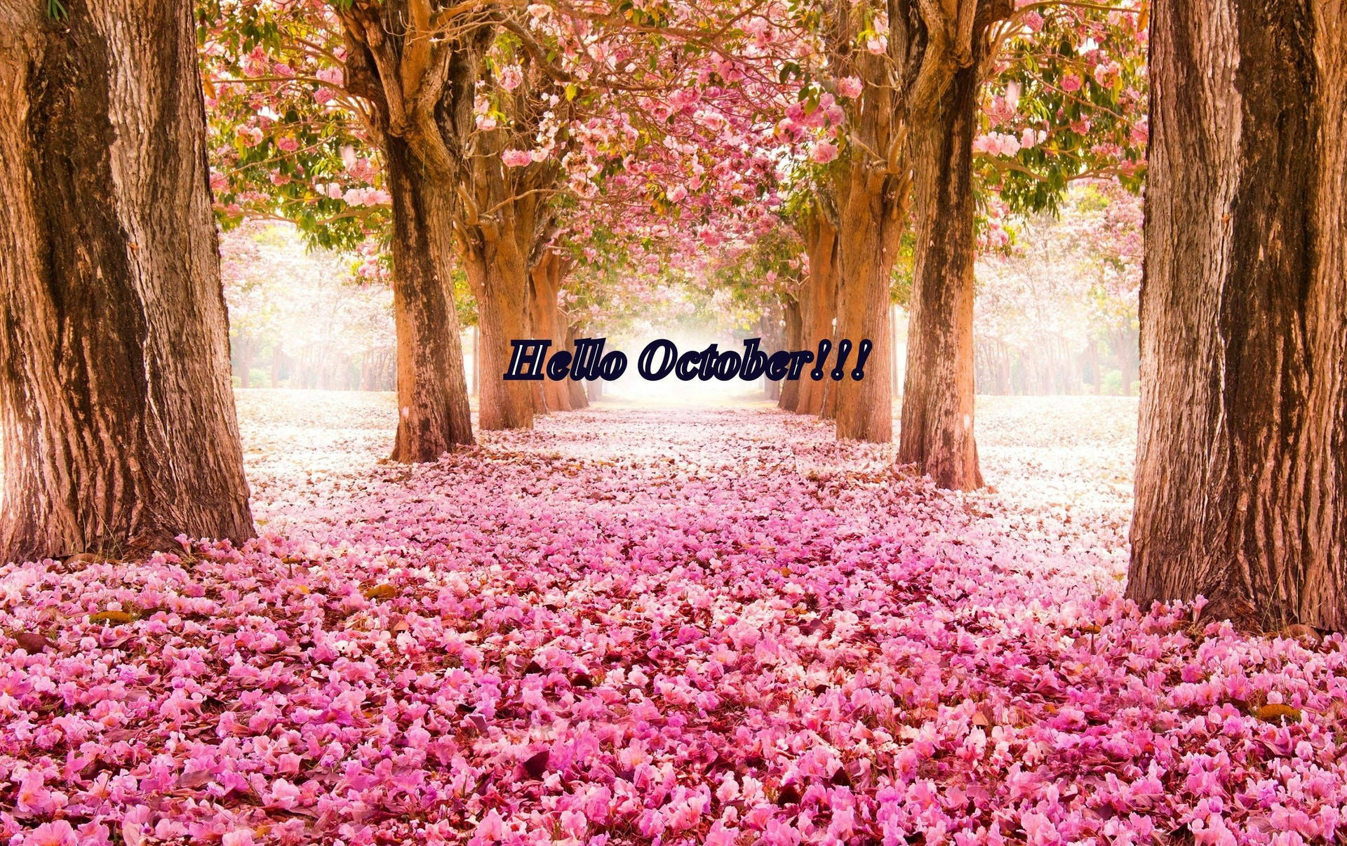 Bed Of Pink Flowers Hello October Background