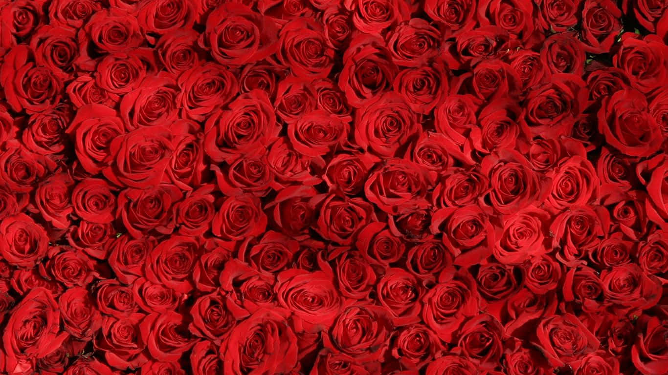 Bed Of Red Roses Laptop Background