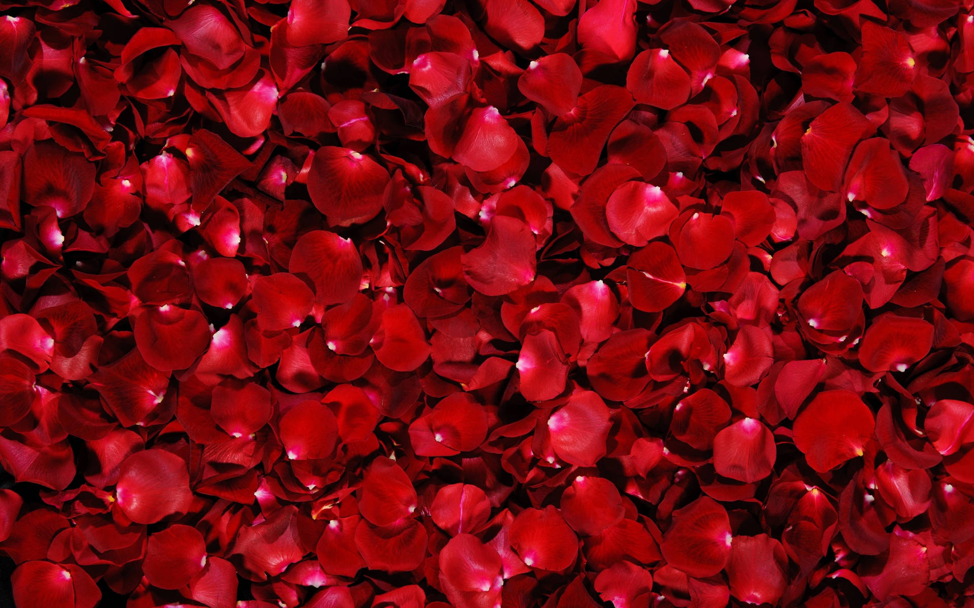 Bed Of Rose Flowers Background