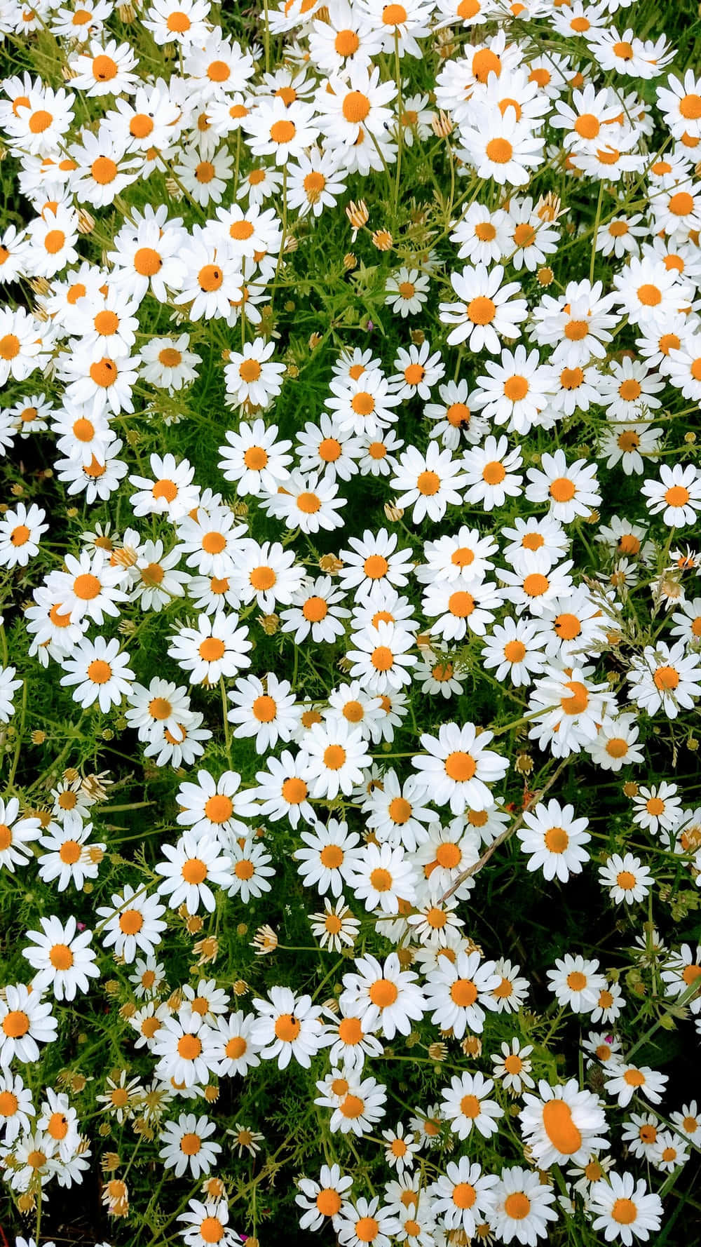 Bed Of Spring Daisy Iphone Background