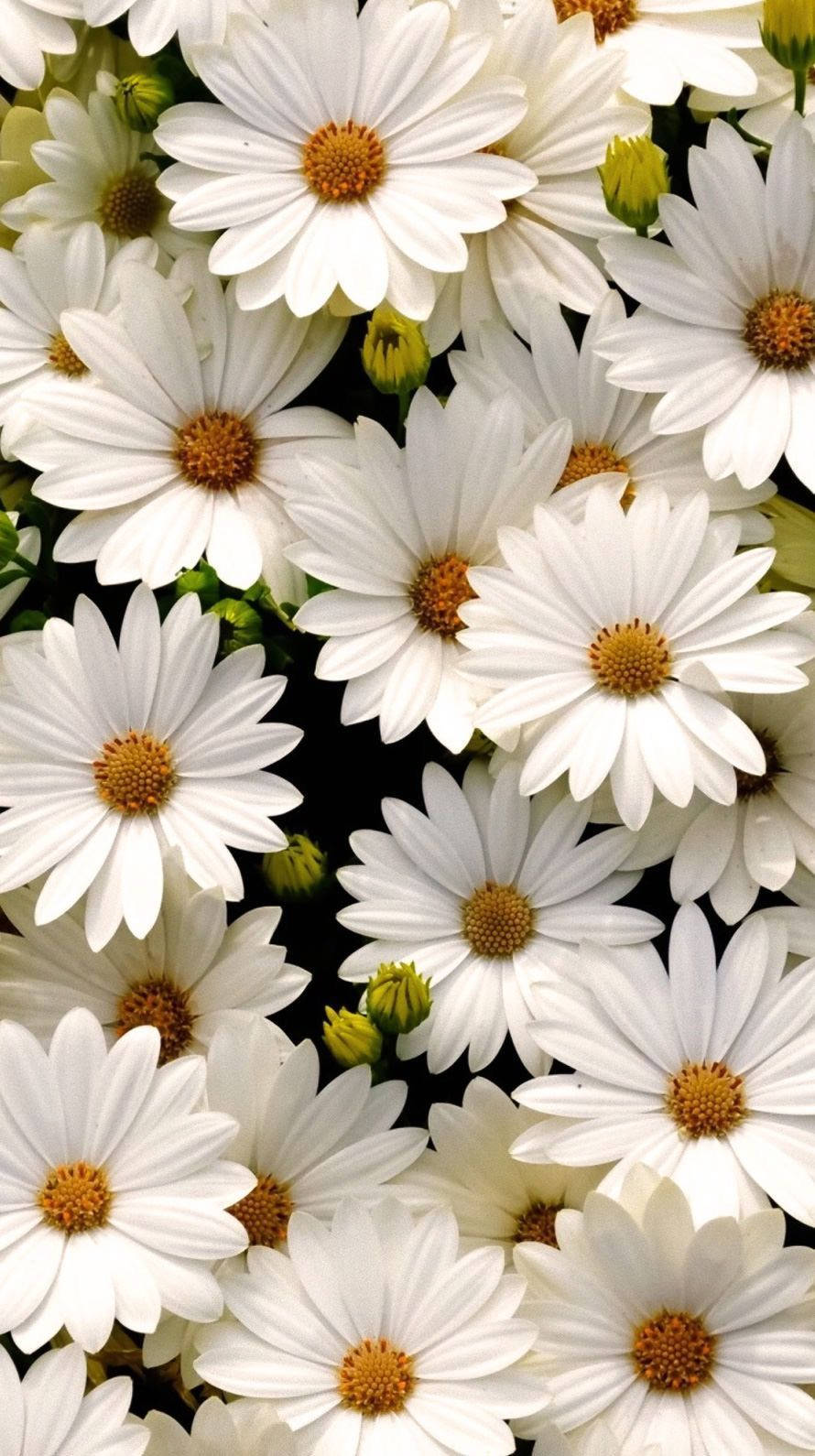 Bed Of White Daisy Aesthetic