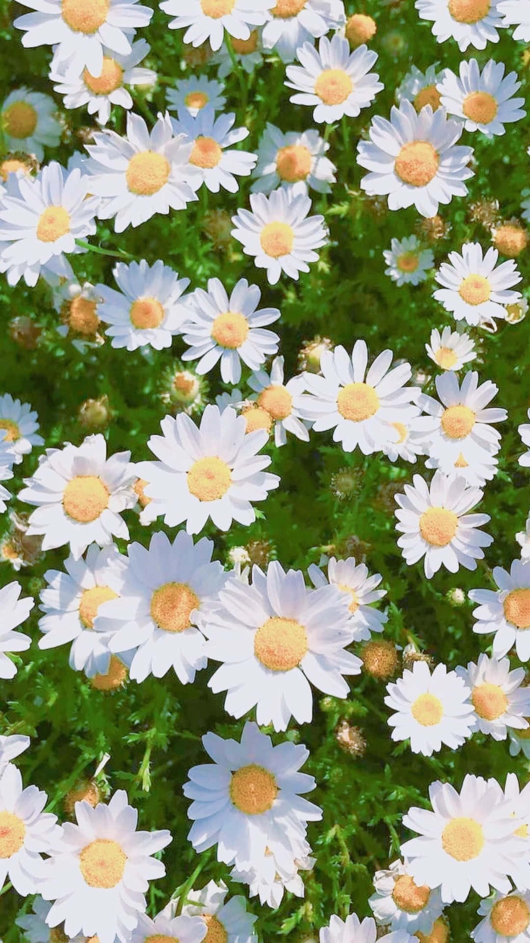 Bed Of White Spring Daisy Iphone Background