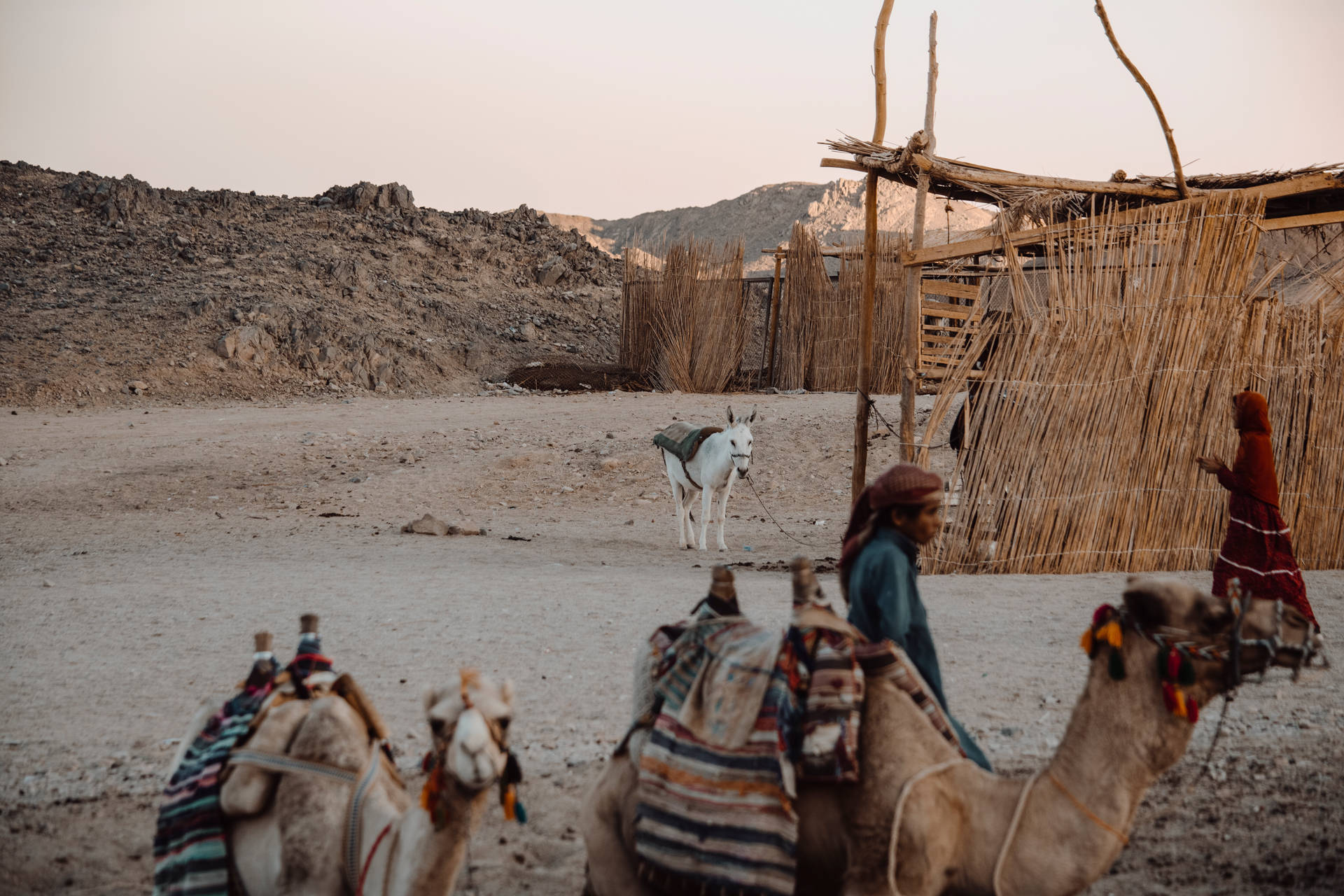 Bedouins Of Sahara Background
