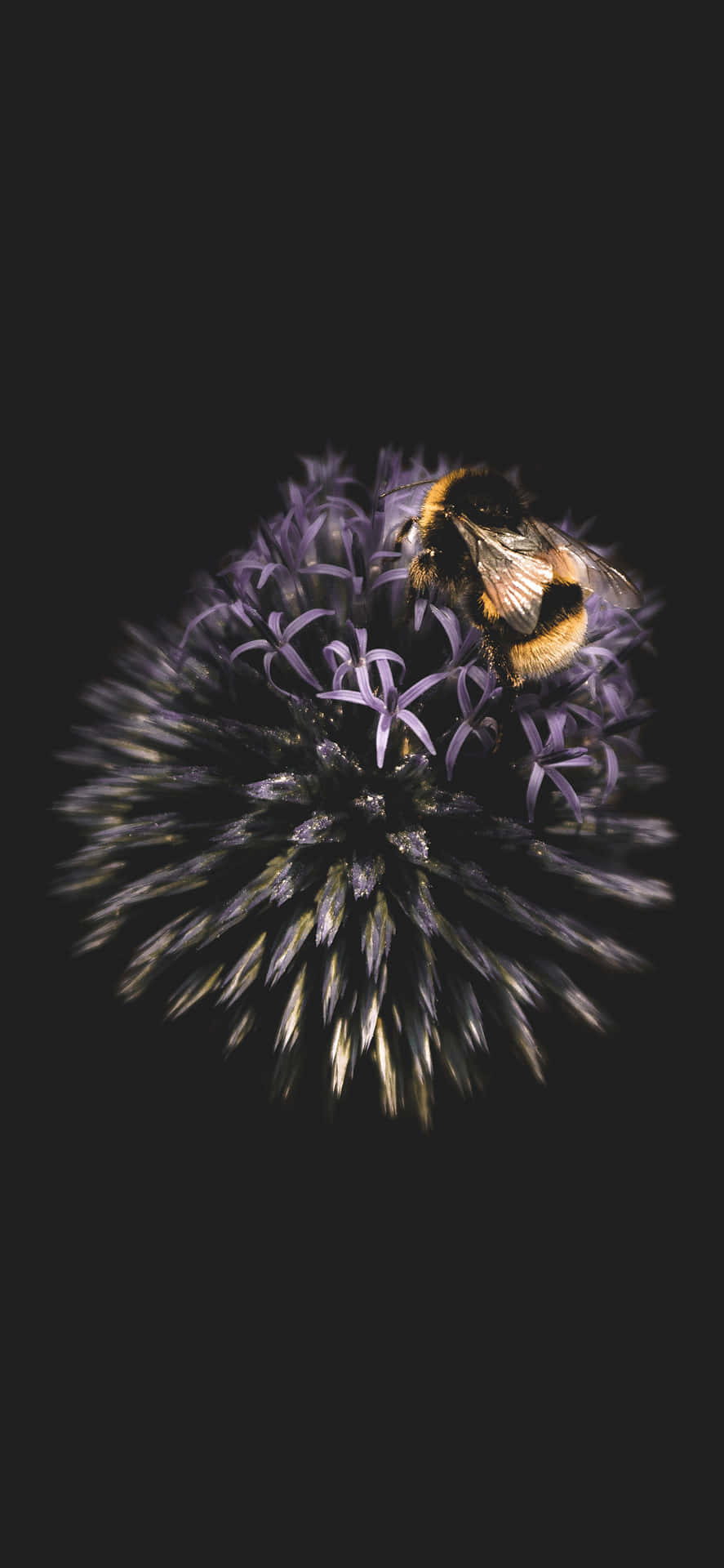Bee Aesthetic Circular Effect Iphone Background