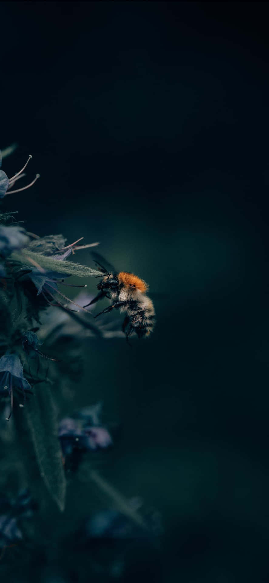 Bee Aesthetic Photo Iphone Background