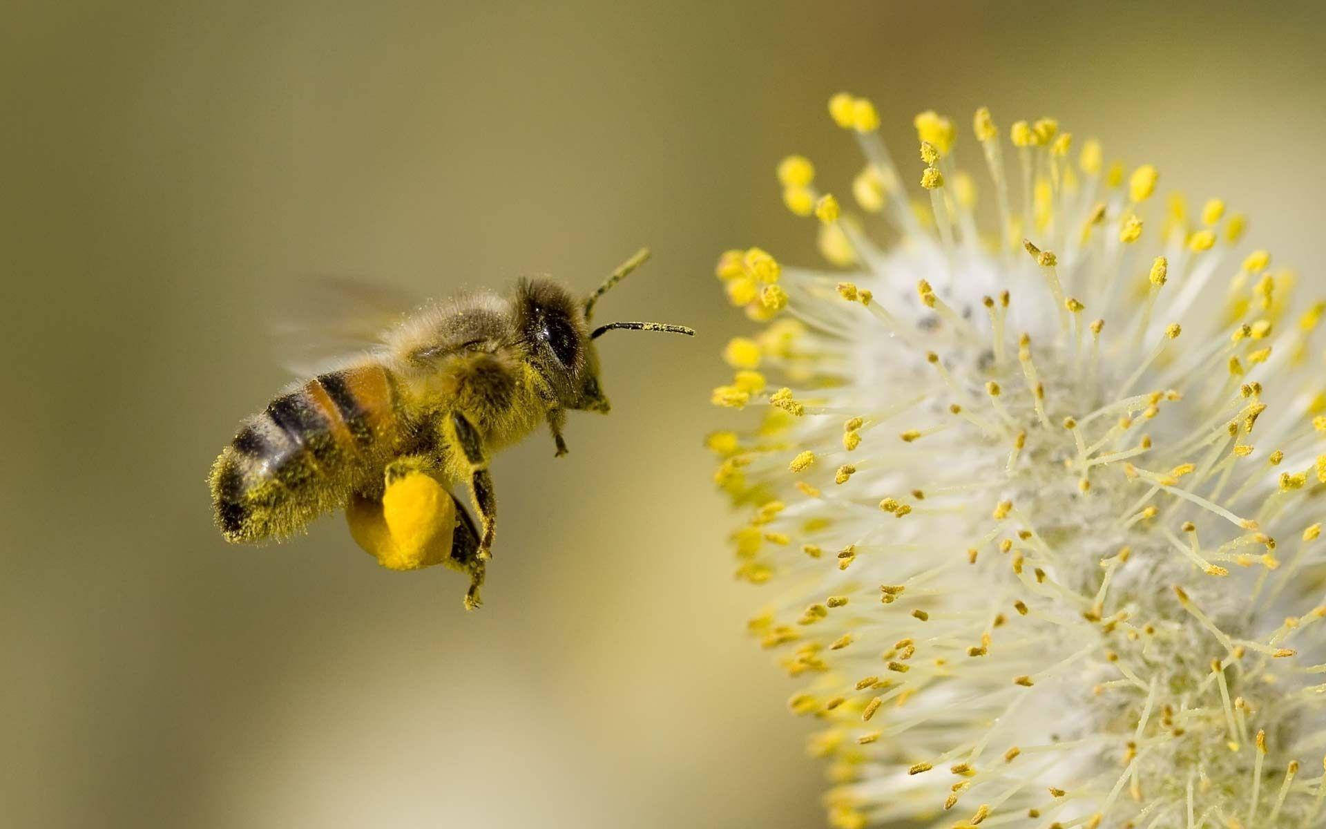 Bee Carrying Pollen Background