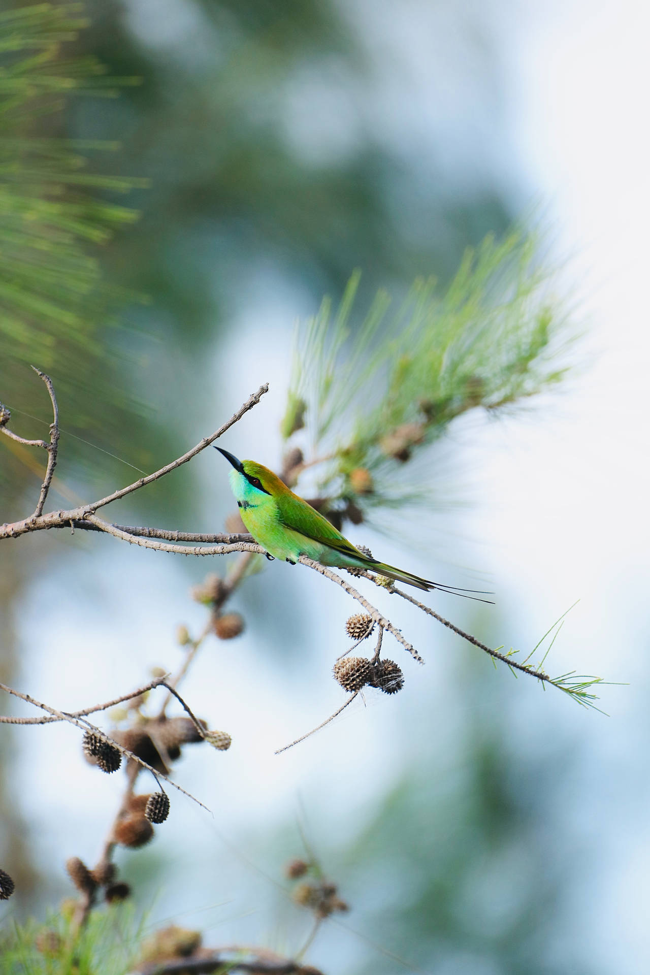 Bee-eater Bird Selective Focus