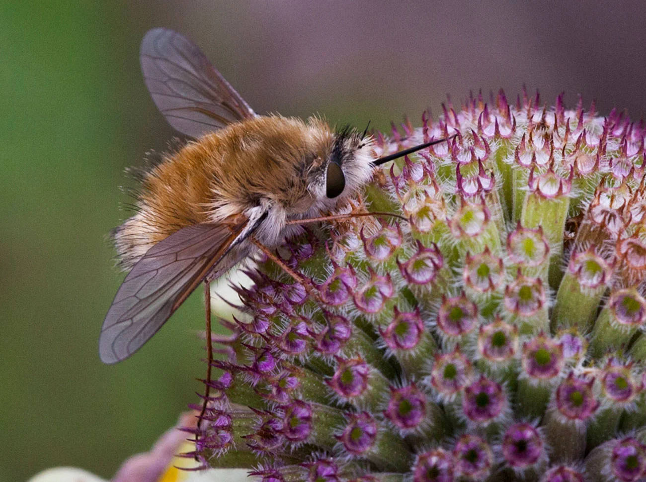 Bee Fly Background