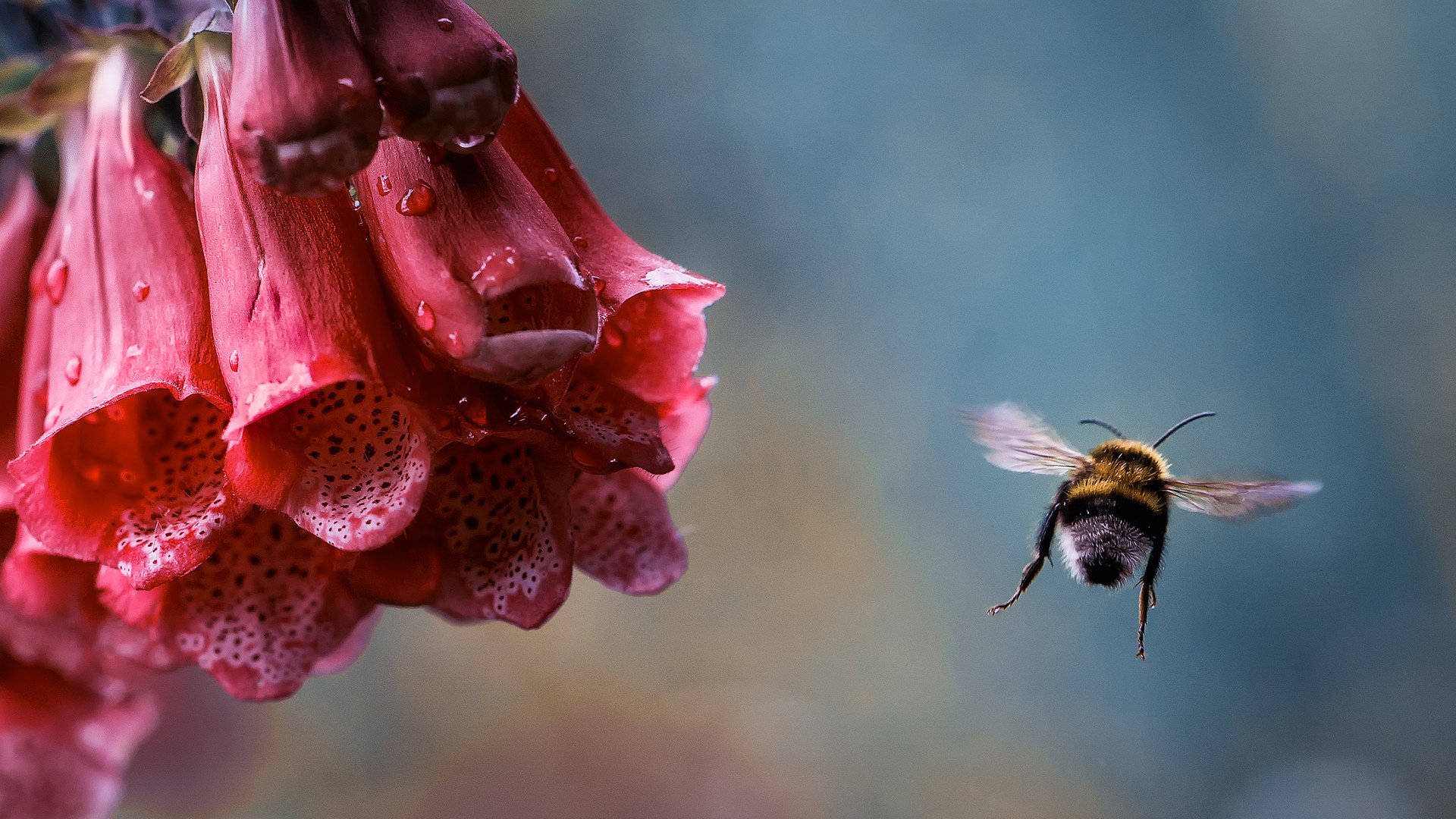 Bee Flying Near A Red Digitalis Background