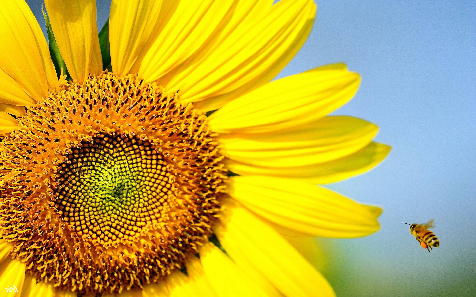 Bee Flying Near A Sunflower