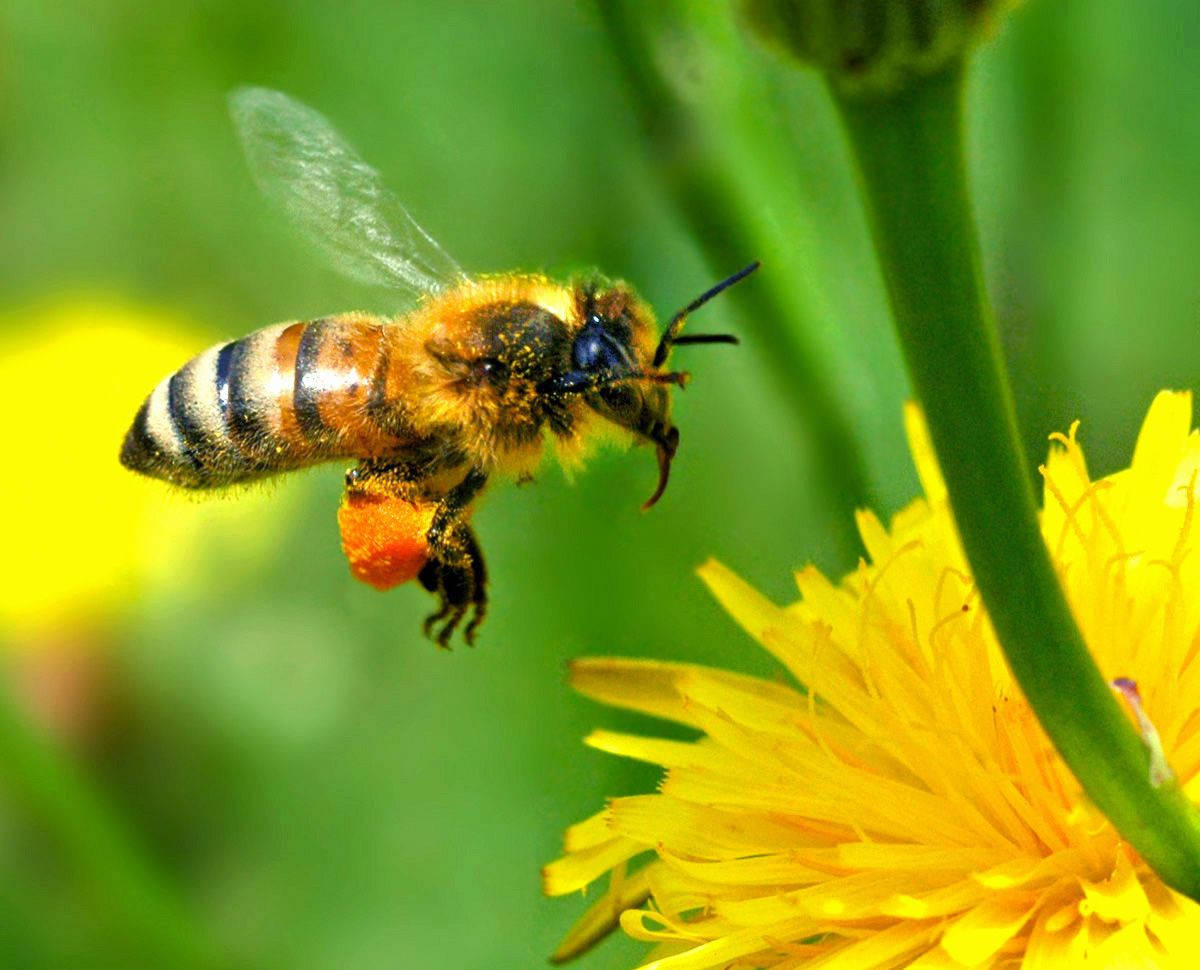 Bee Flying Towards A Dandelion Background