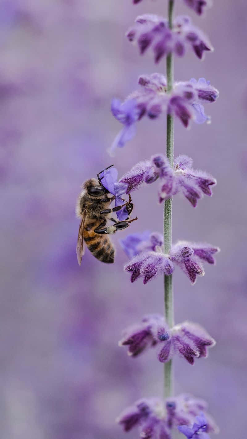 Bee Gathering From Purple Flowers Iphone Background