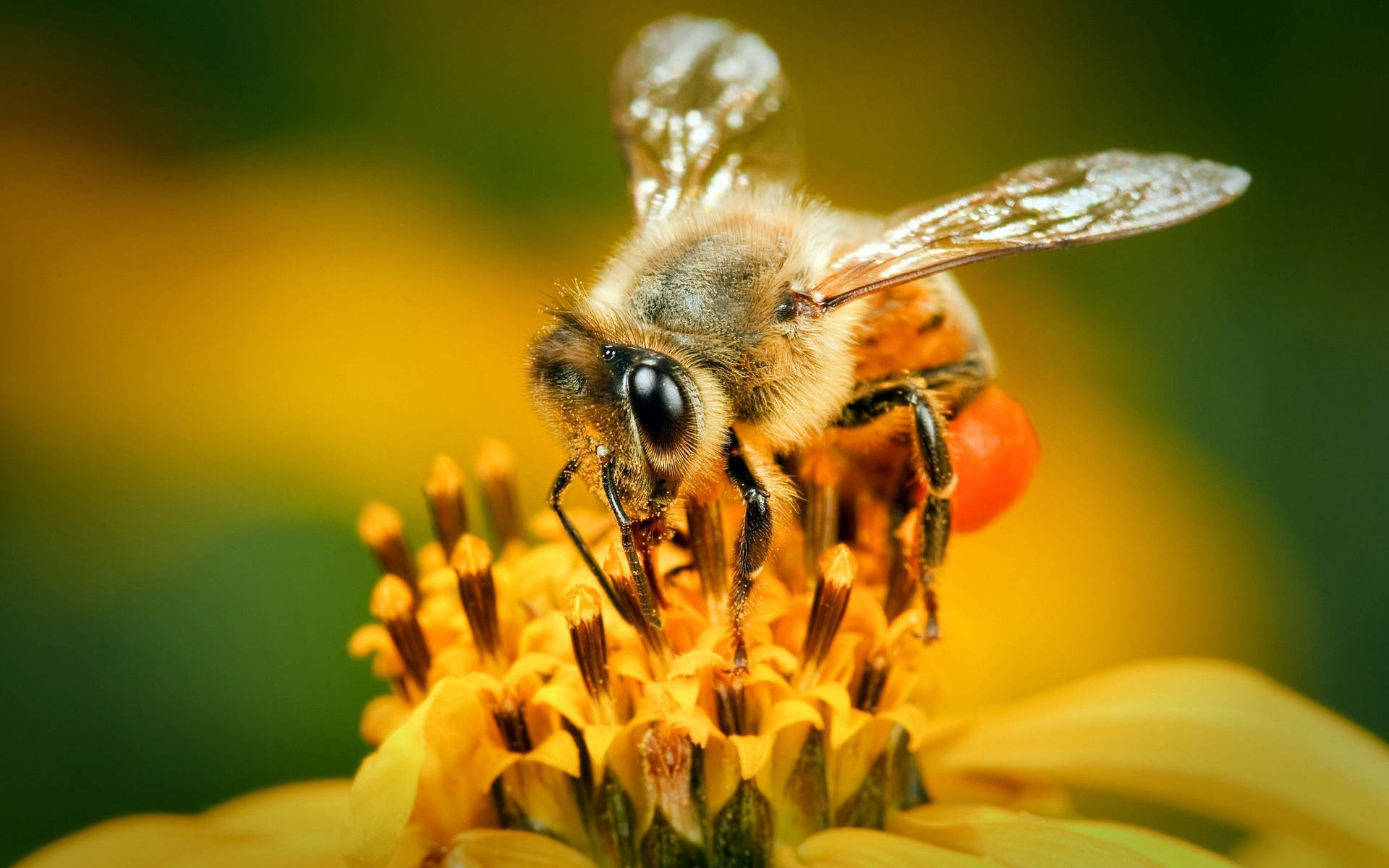Bee Harvesting Pollen Background