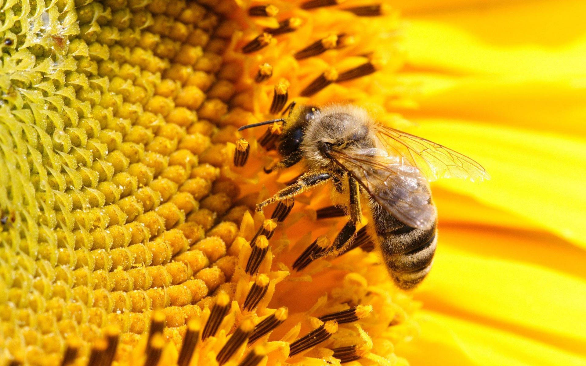 Bee Havesting Pollen From A Sunflower