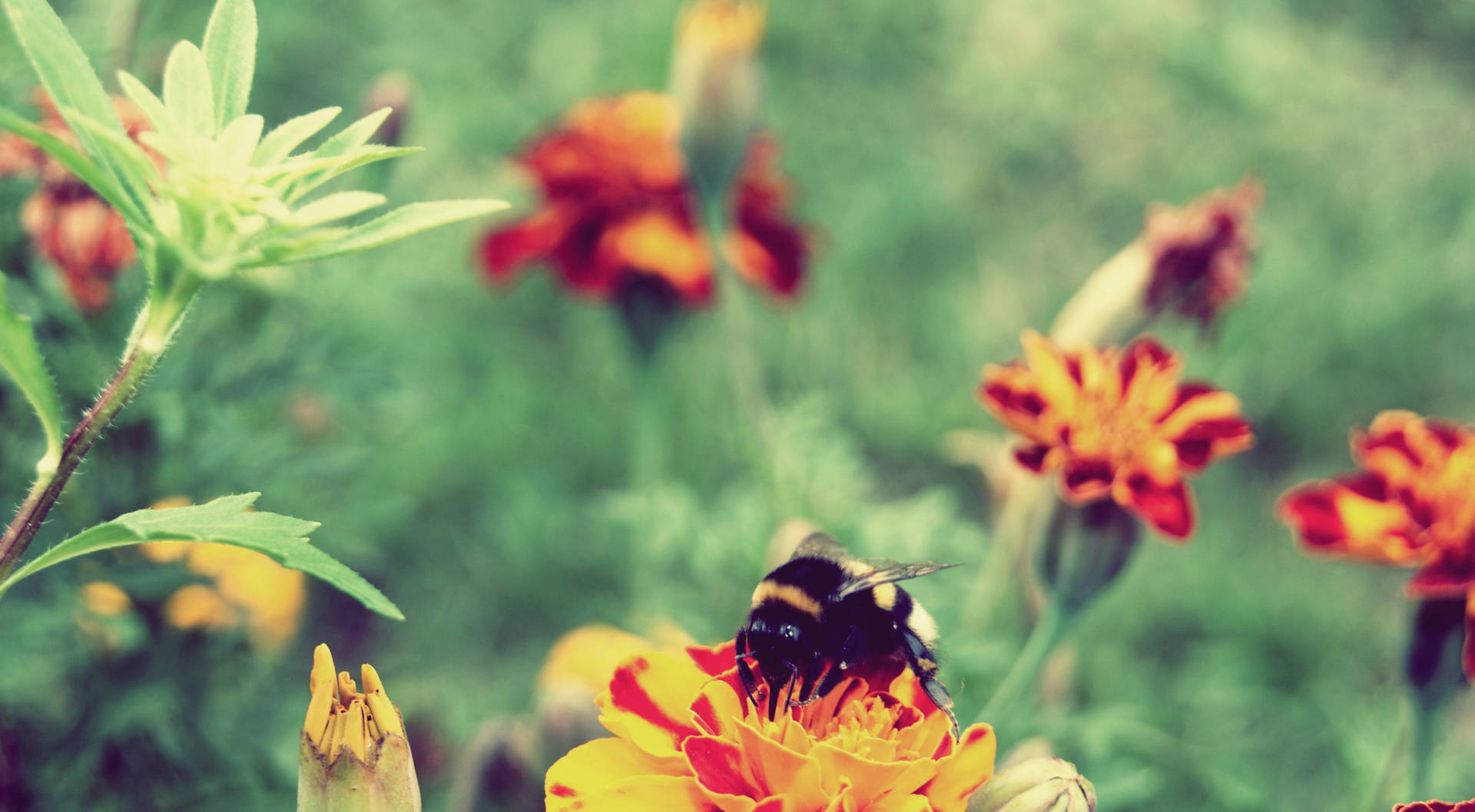 Bee In A Beautiful Flower Field