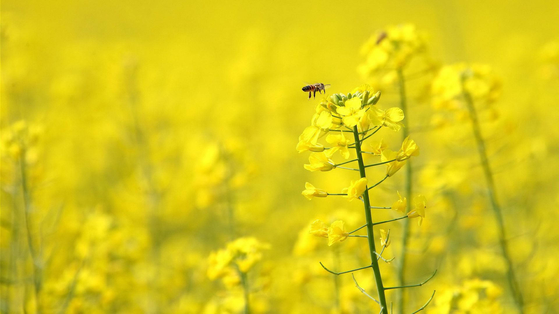Bee In A Field Of Yellow Flowers Background