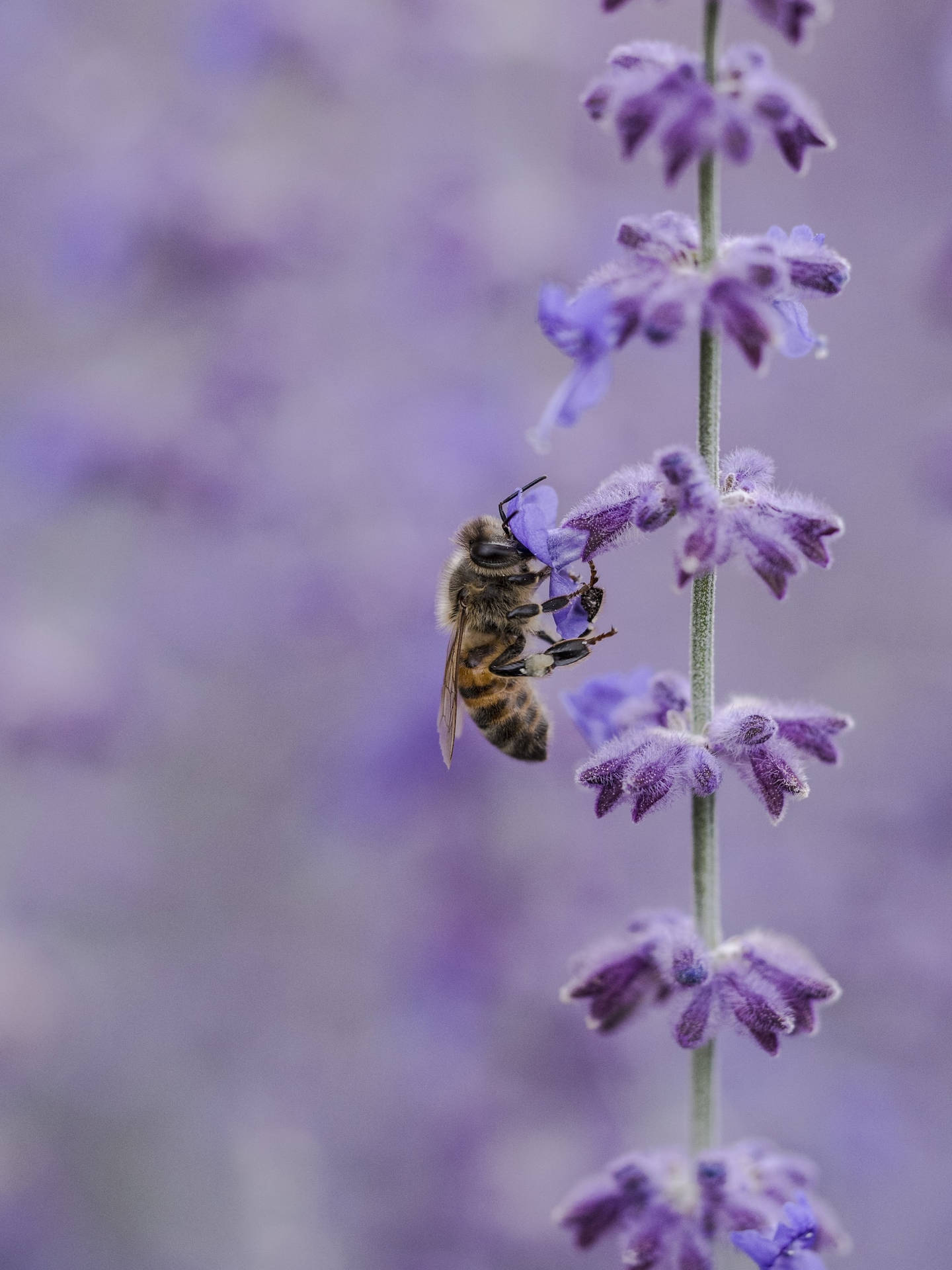 Bee In A Lavandula Purple Flower Iphone Background