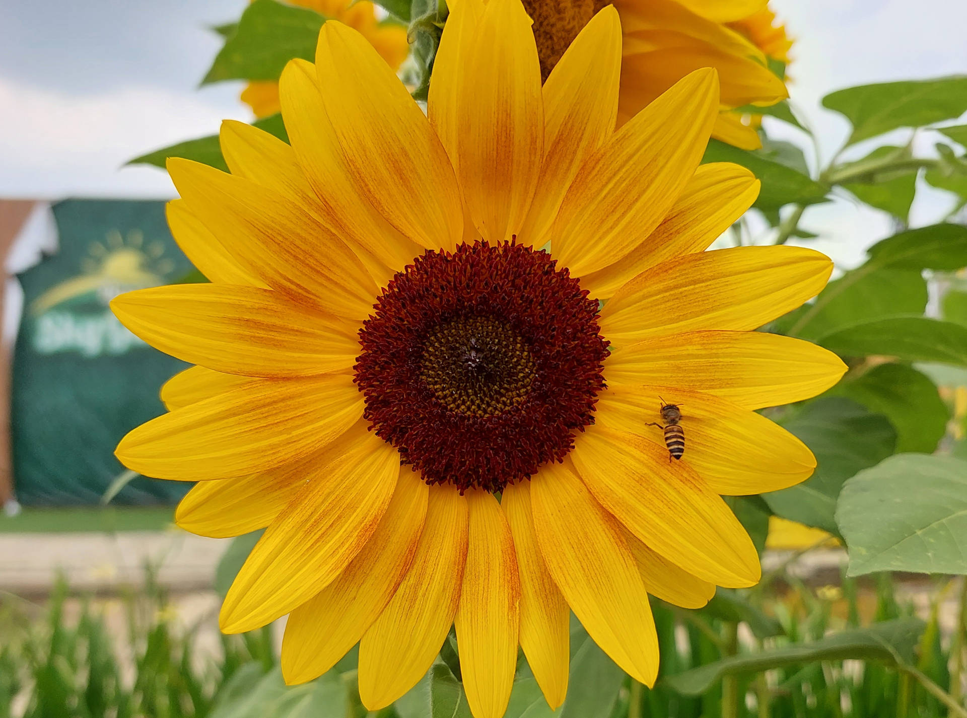 Bee In Sunflower Aesthetic Petal Background