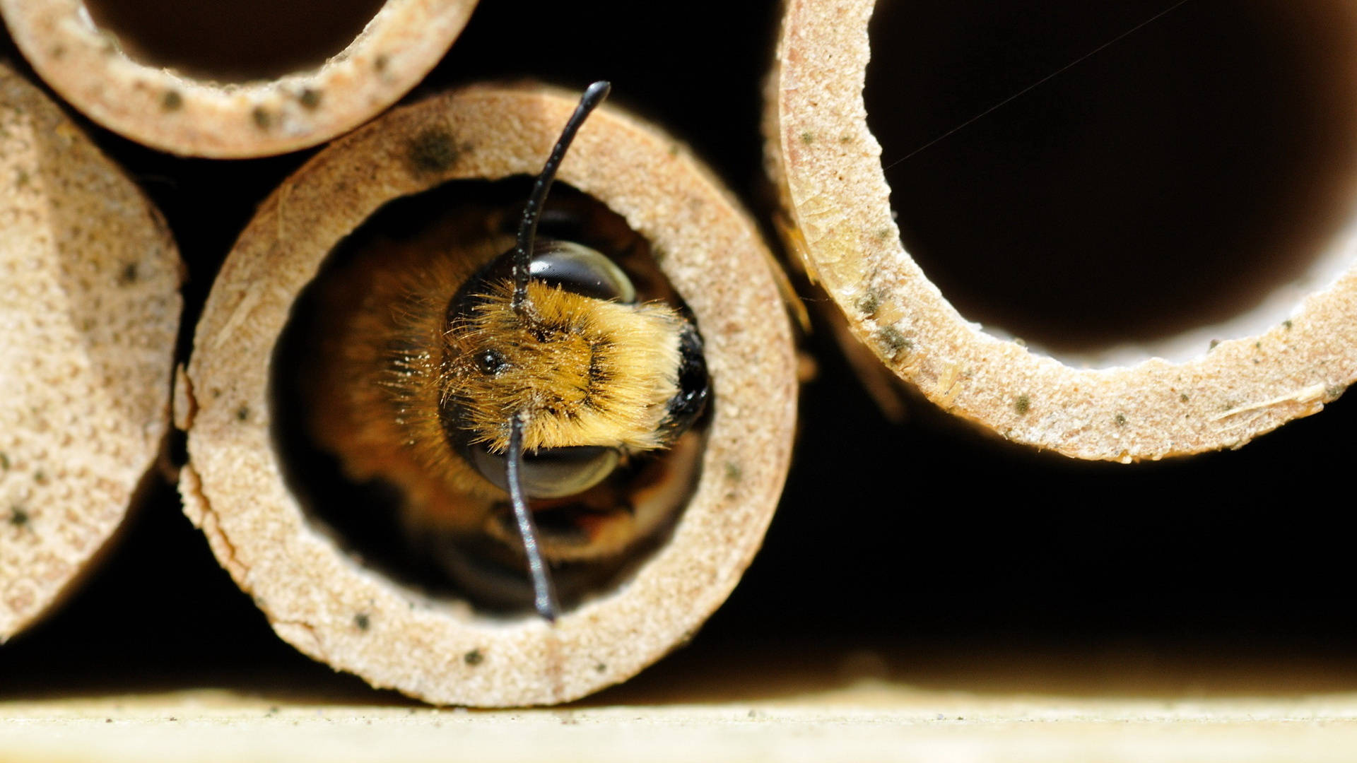 Bee Inside A Hollow Tube