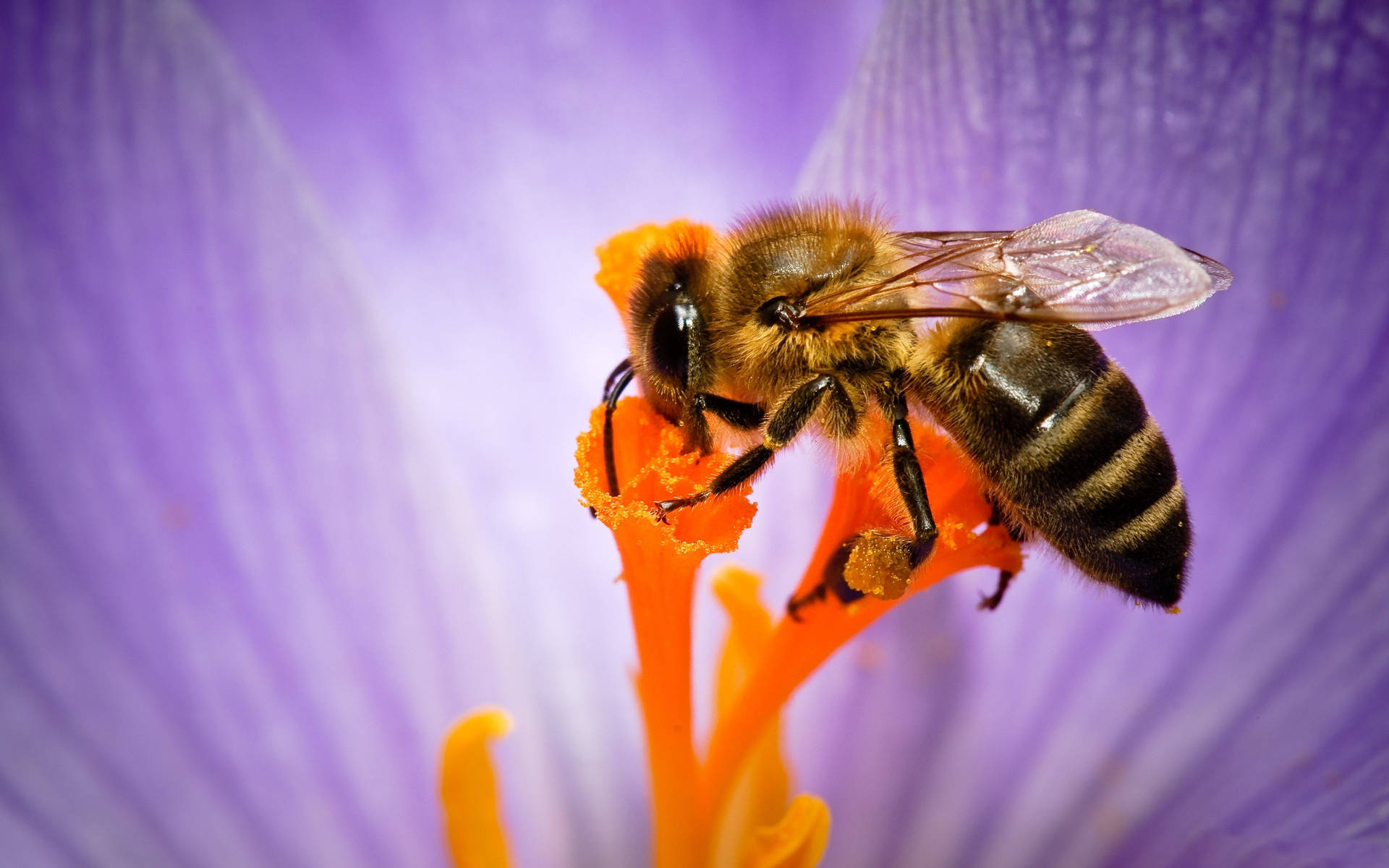 Bee Inside A Large Purple Flower Background