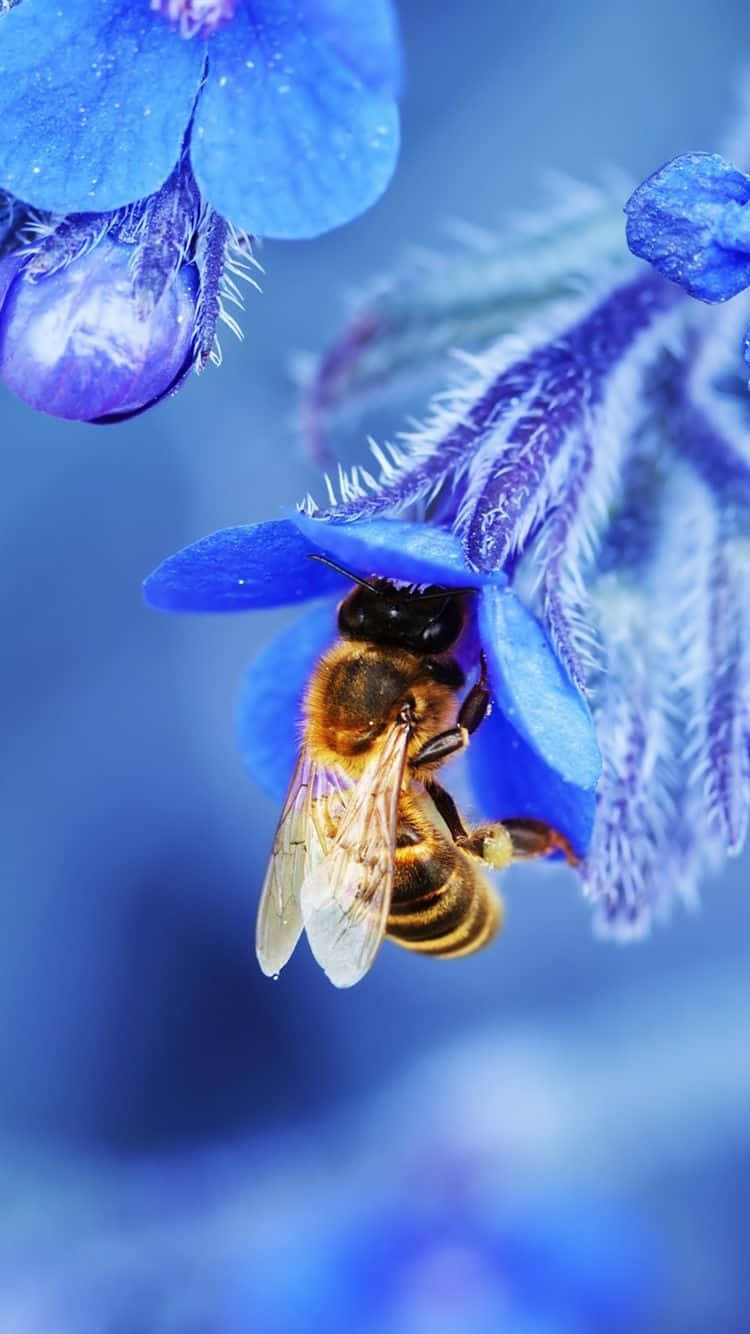 Bee Iphone Blue Flower Background