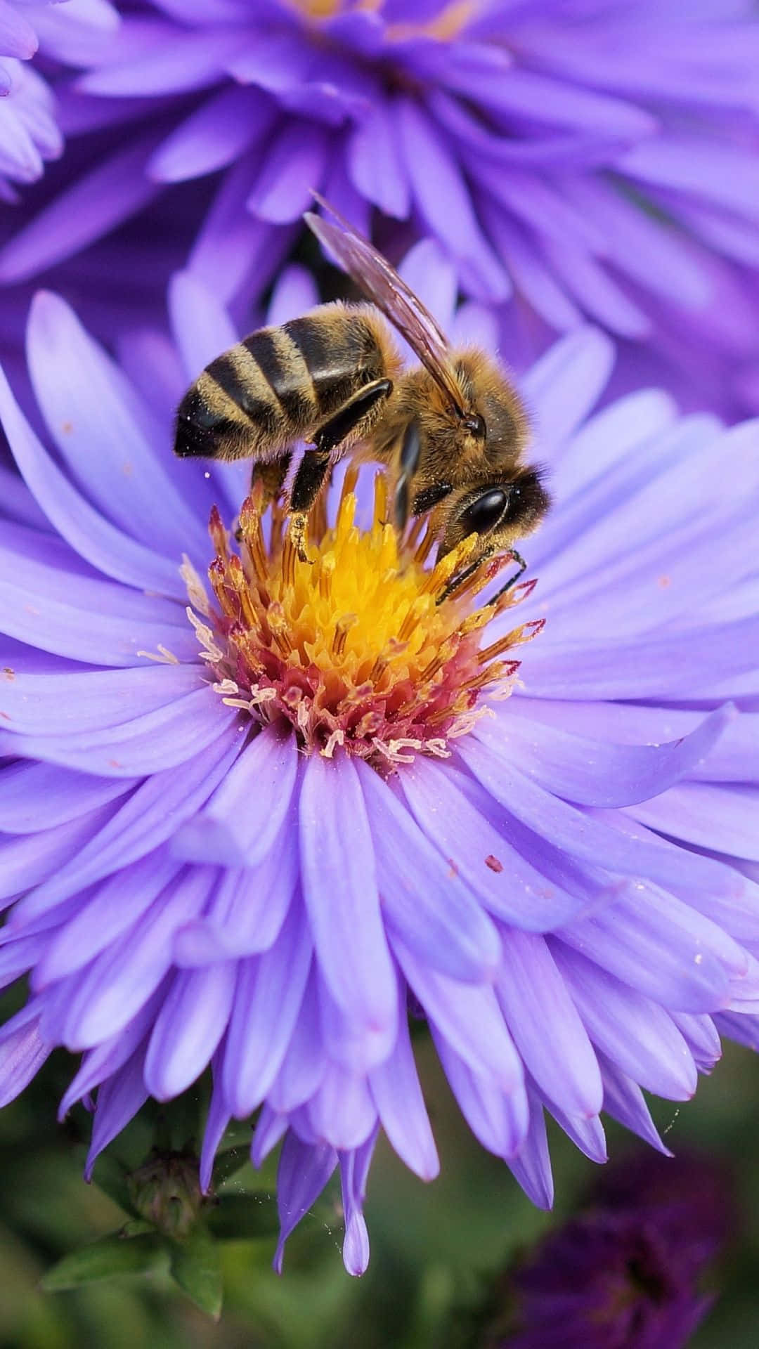 Bee Iphone Purple Flower Nectar Background