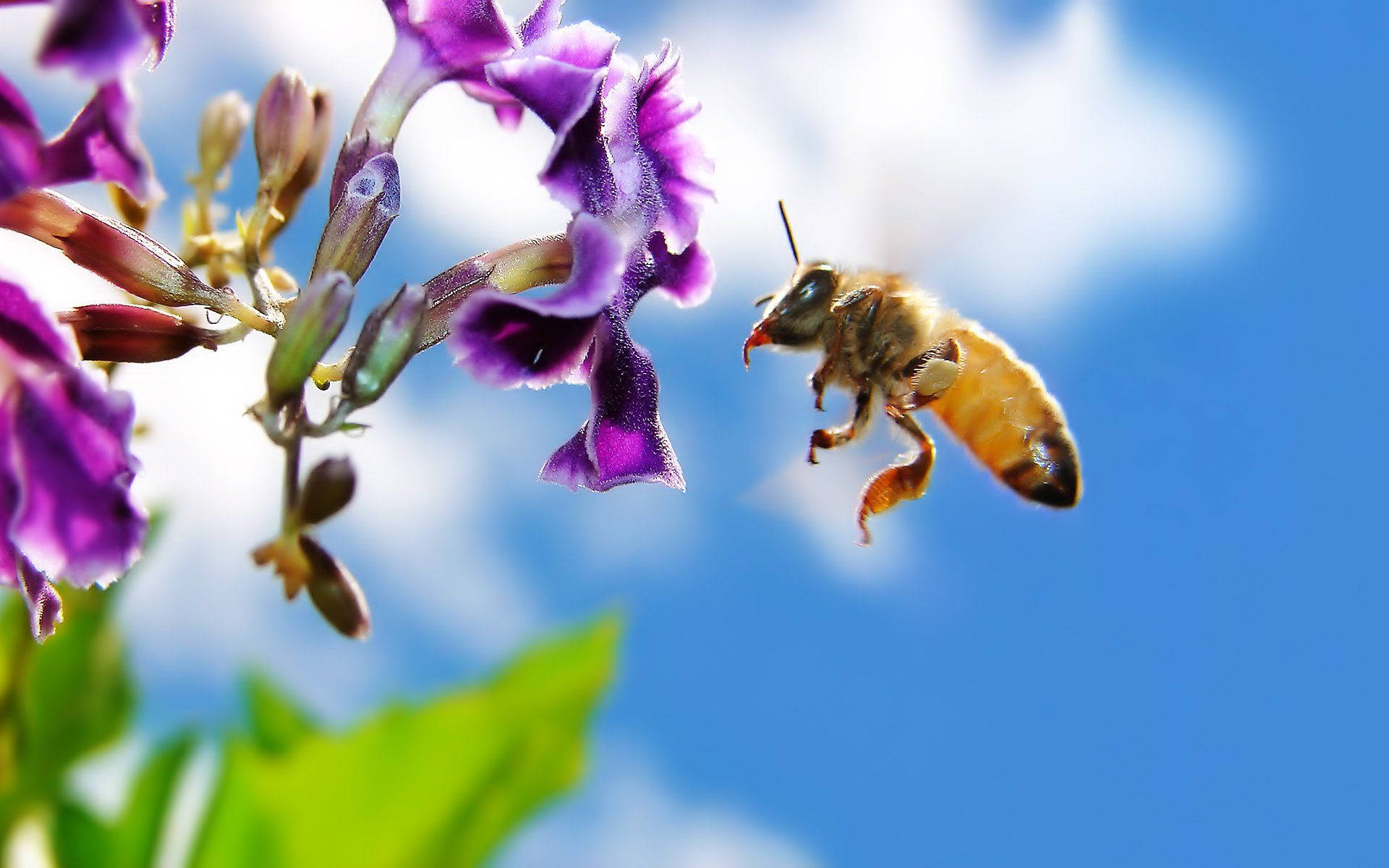 Bee Landing On An Orchid Background