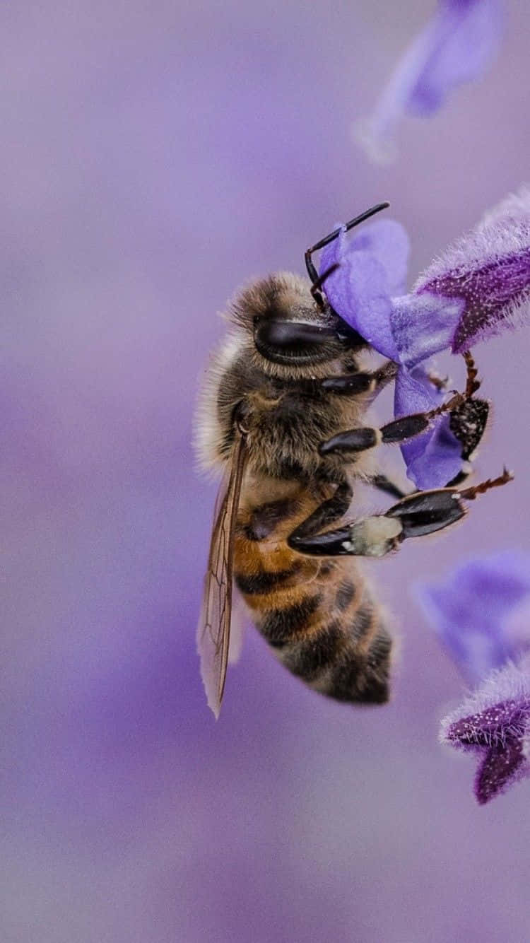 Bee Lavander Gathering Iphone Background