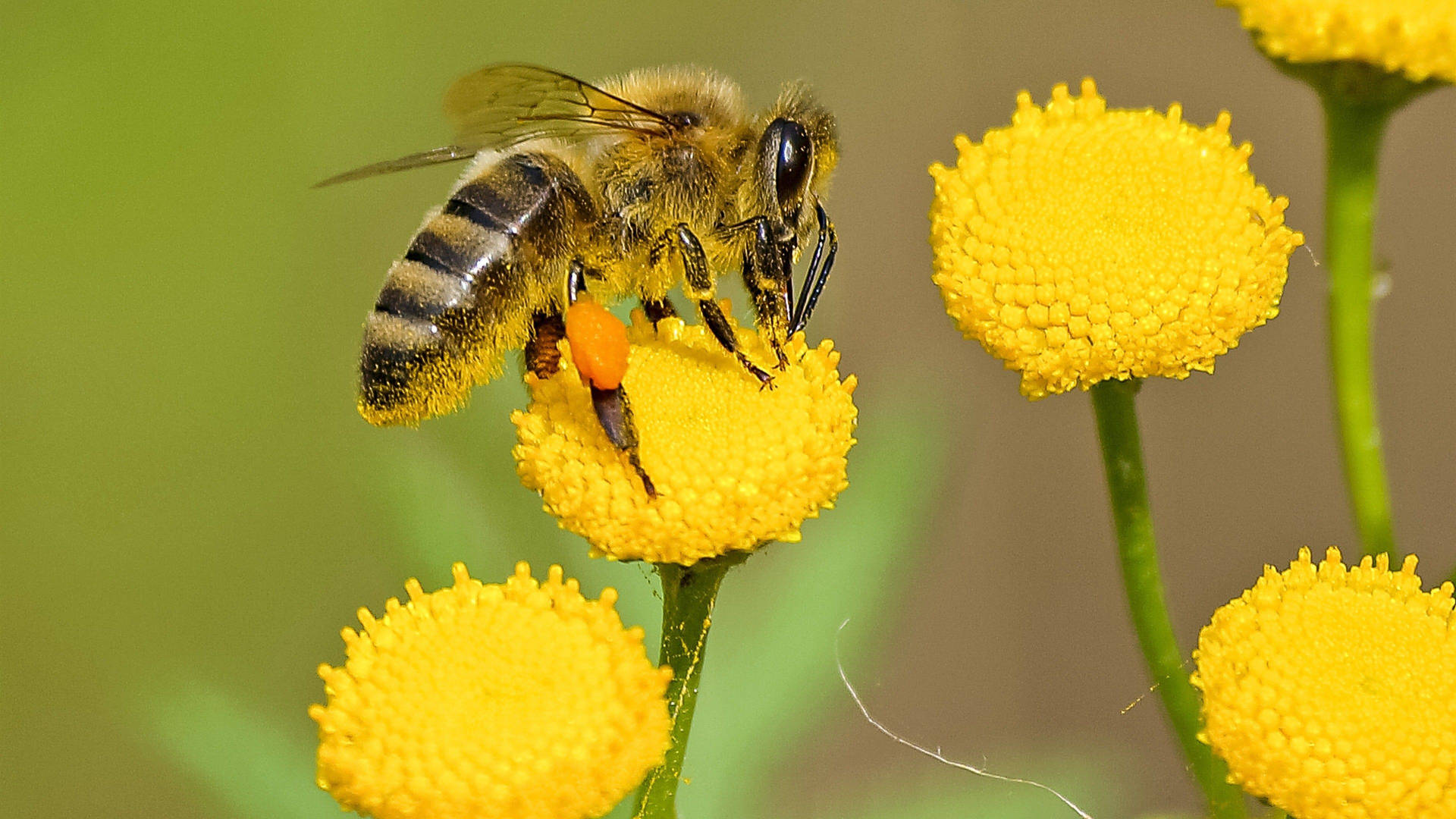 Bee On A Chrysanthemum Background