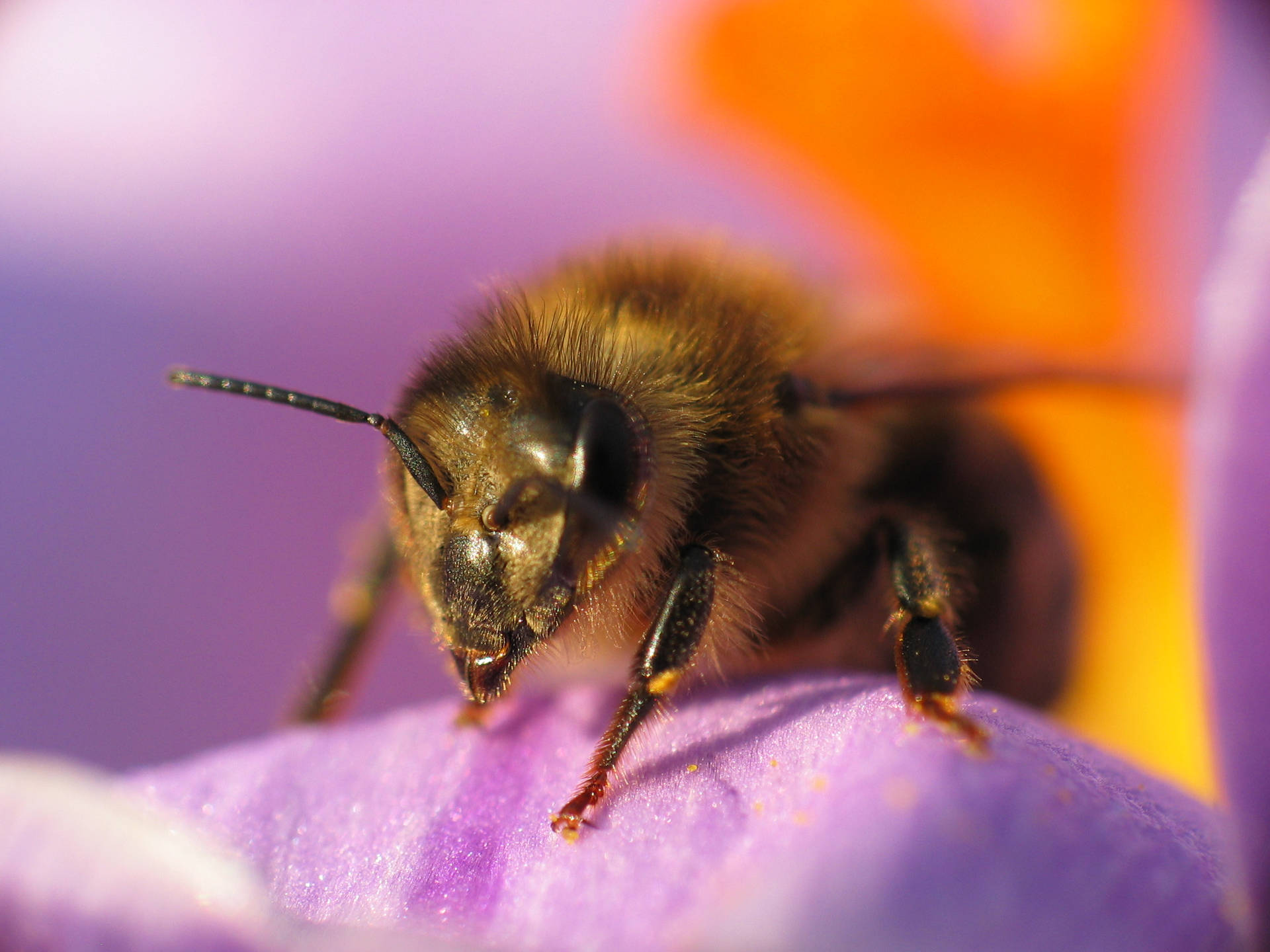 Bee On A Flower Petal Background