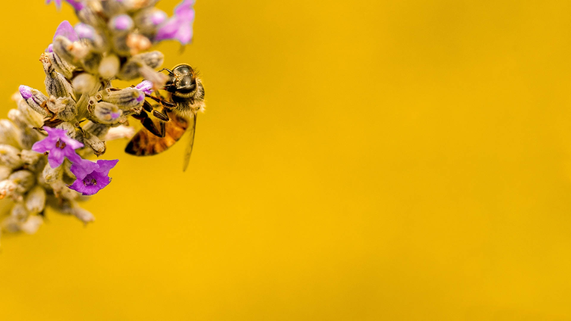Bee On A Honey Lavender Plant Background
