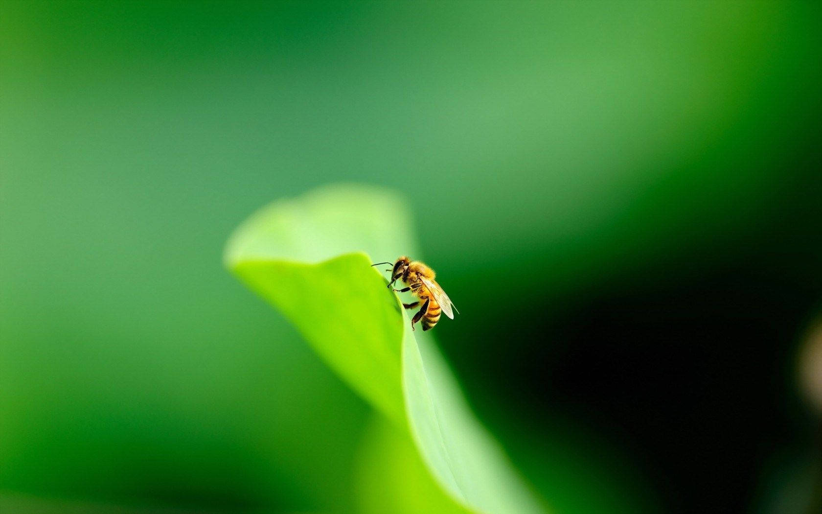 Bee On A Leaf's Edge Background