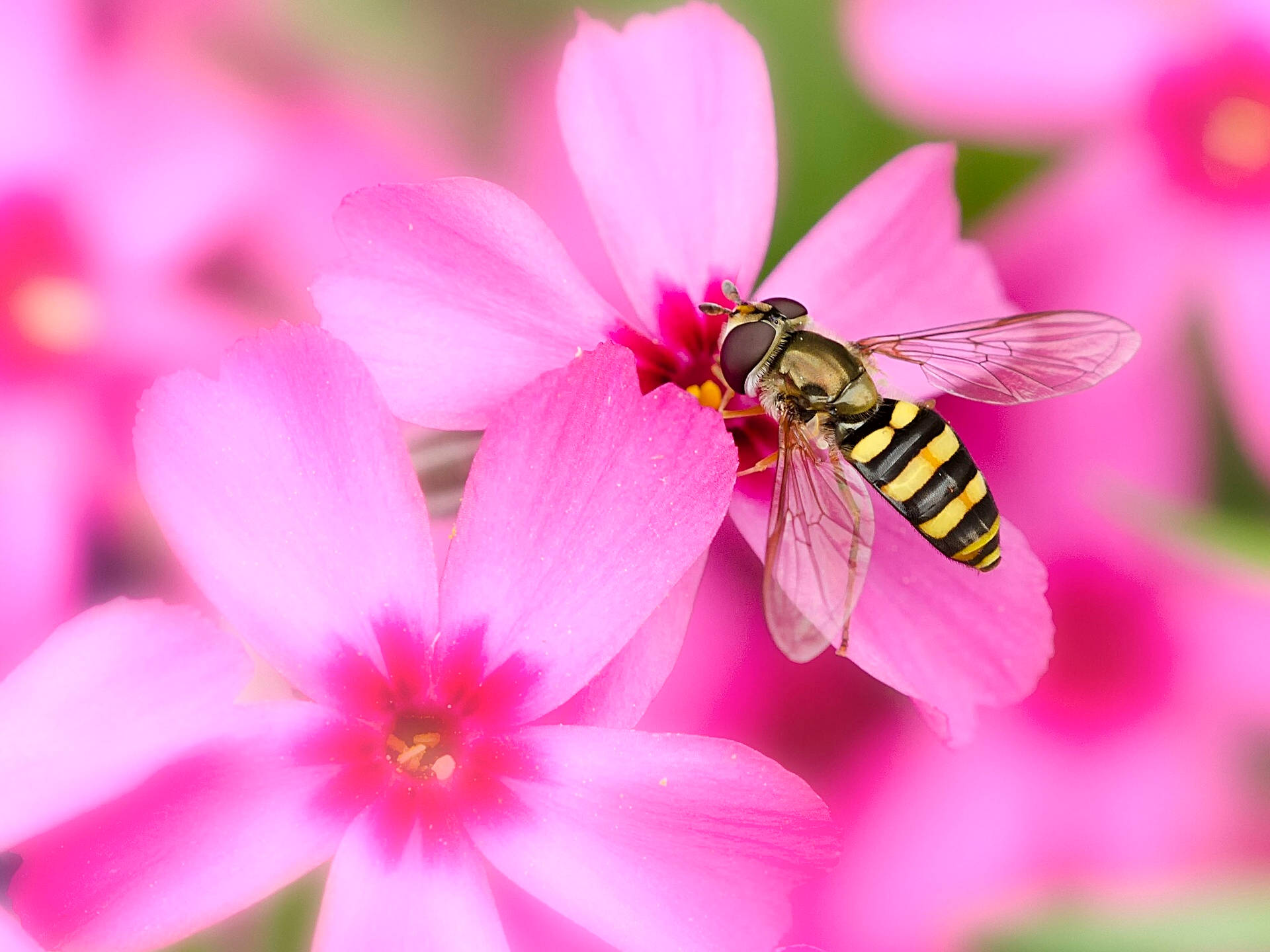 Bee On A Pink Pansie Background