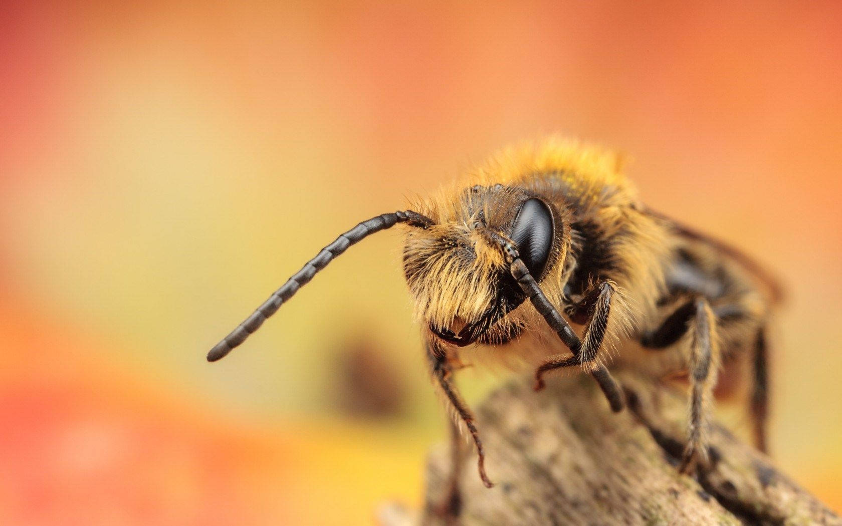 Bee On An Orange Background Background