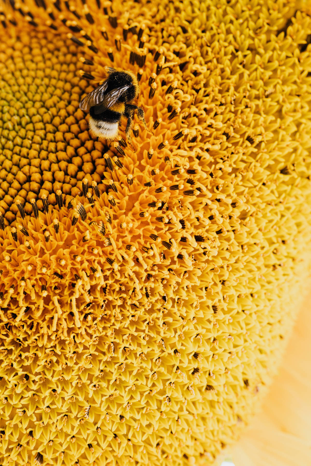 Bee On Flower Yellow Hd Iphone Background