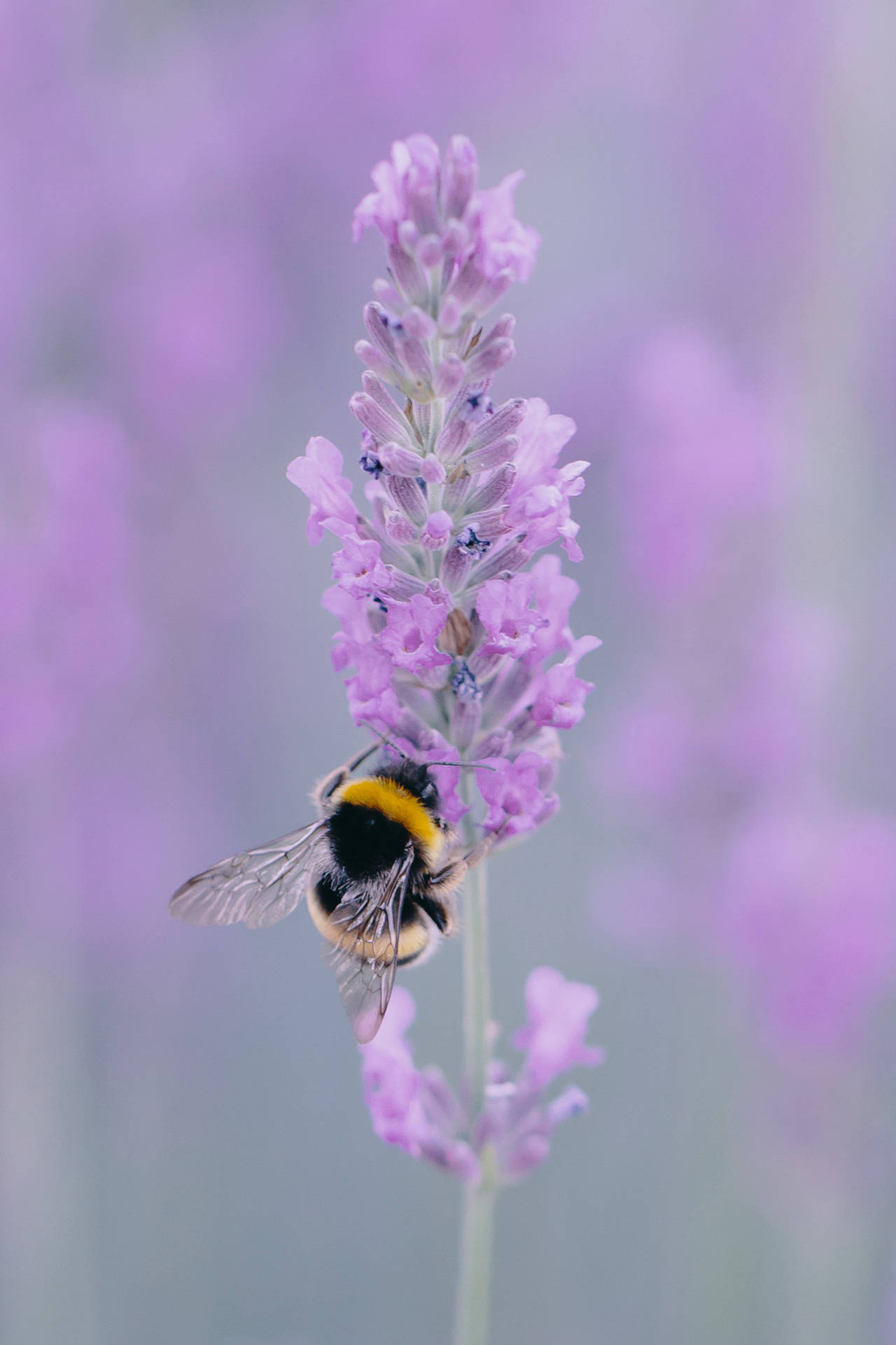 Bee On Lavender Flower Macro Background