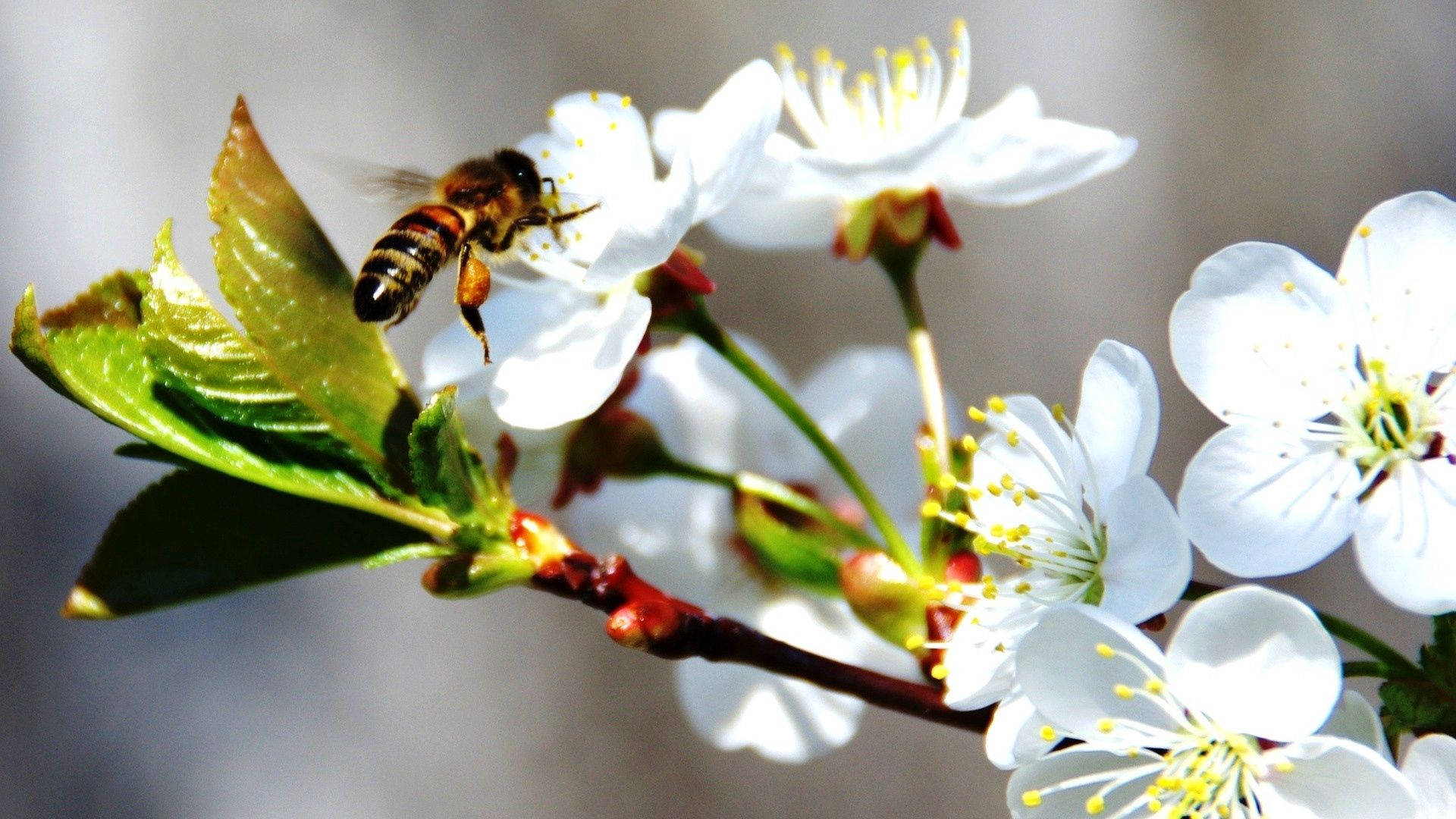 Bee On White Cherry Blossom Background