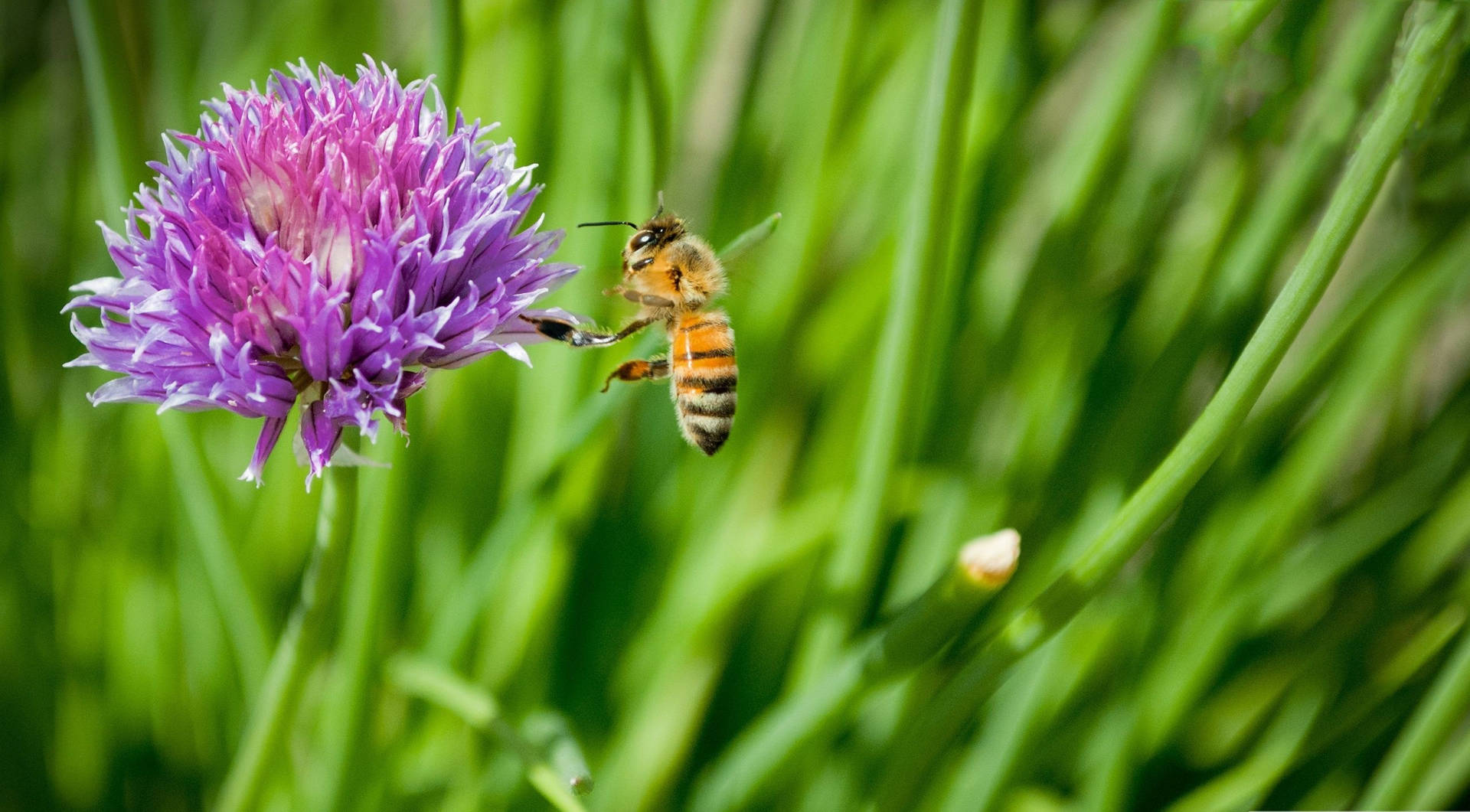 Bee Pollinating A Purple Daisy