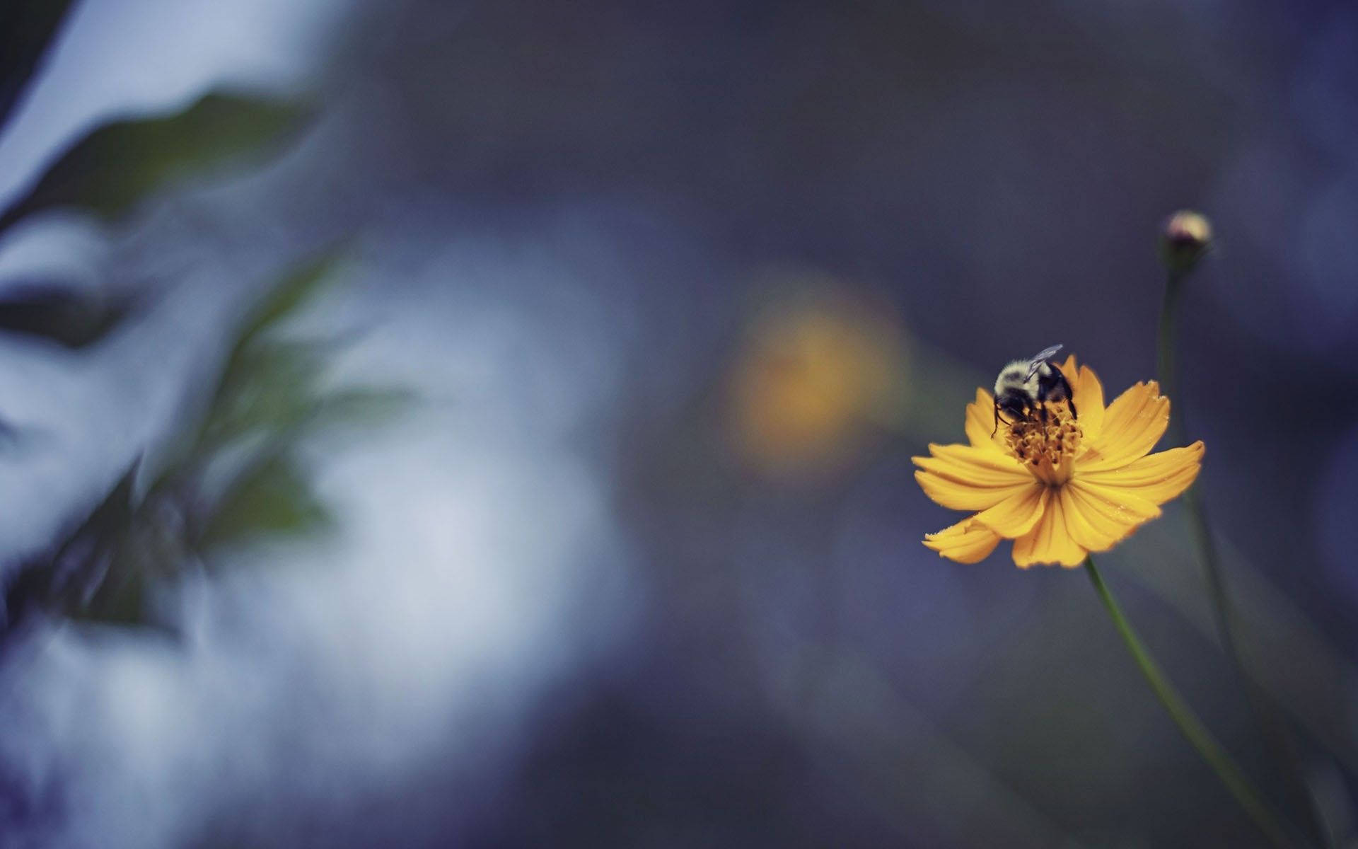 Bee Pollinating A Yellow Wild Flower