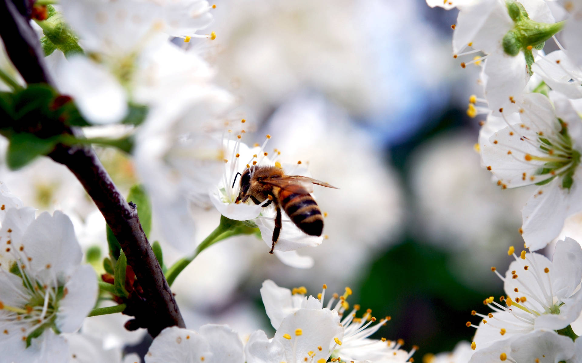 Bee Pollinating Sakura Flowers Background