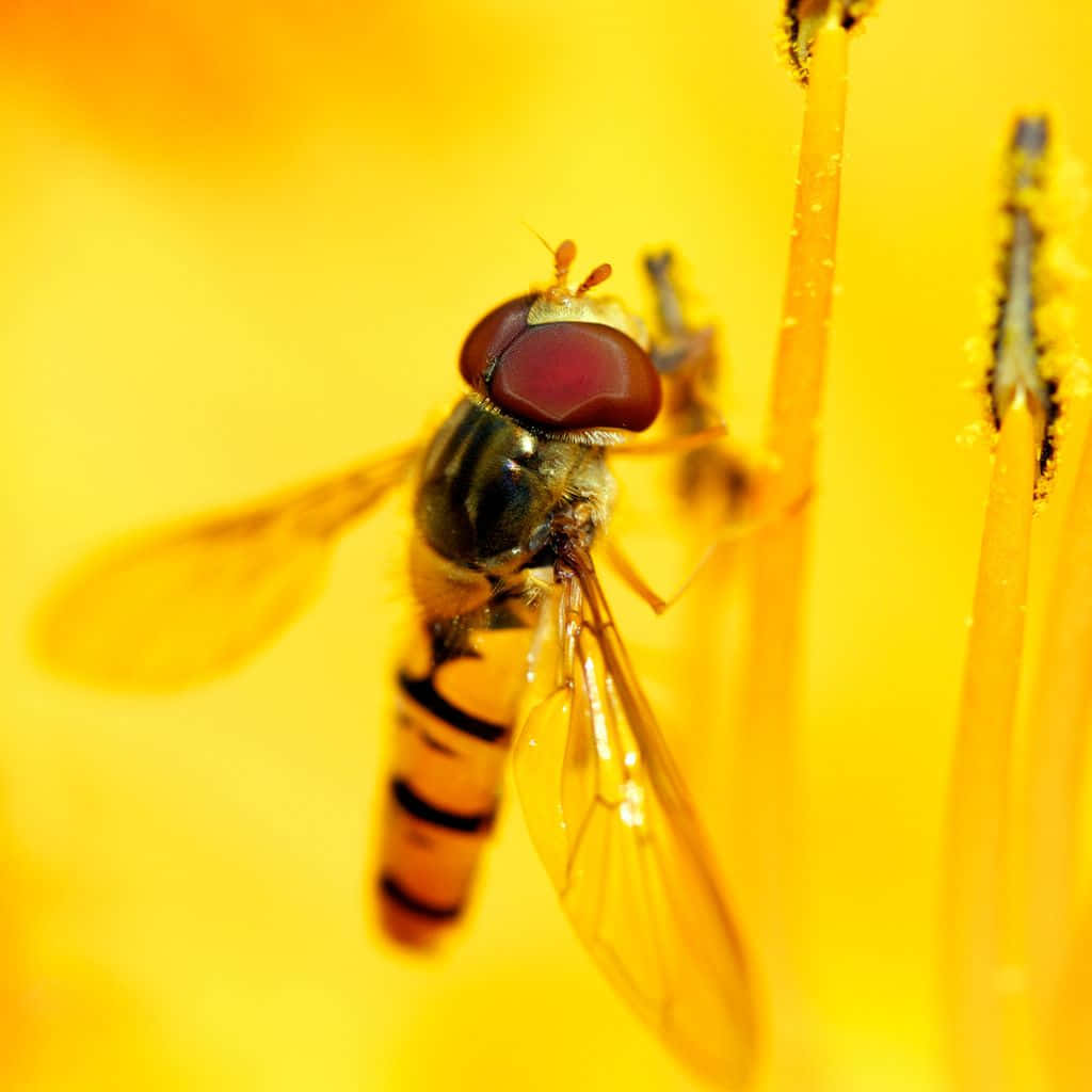 Bee Zoomed In Iphone Background